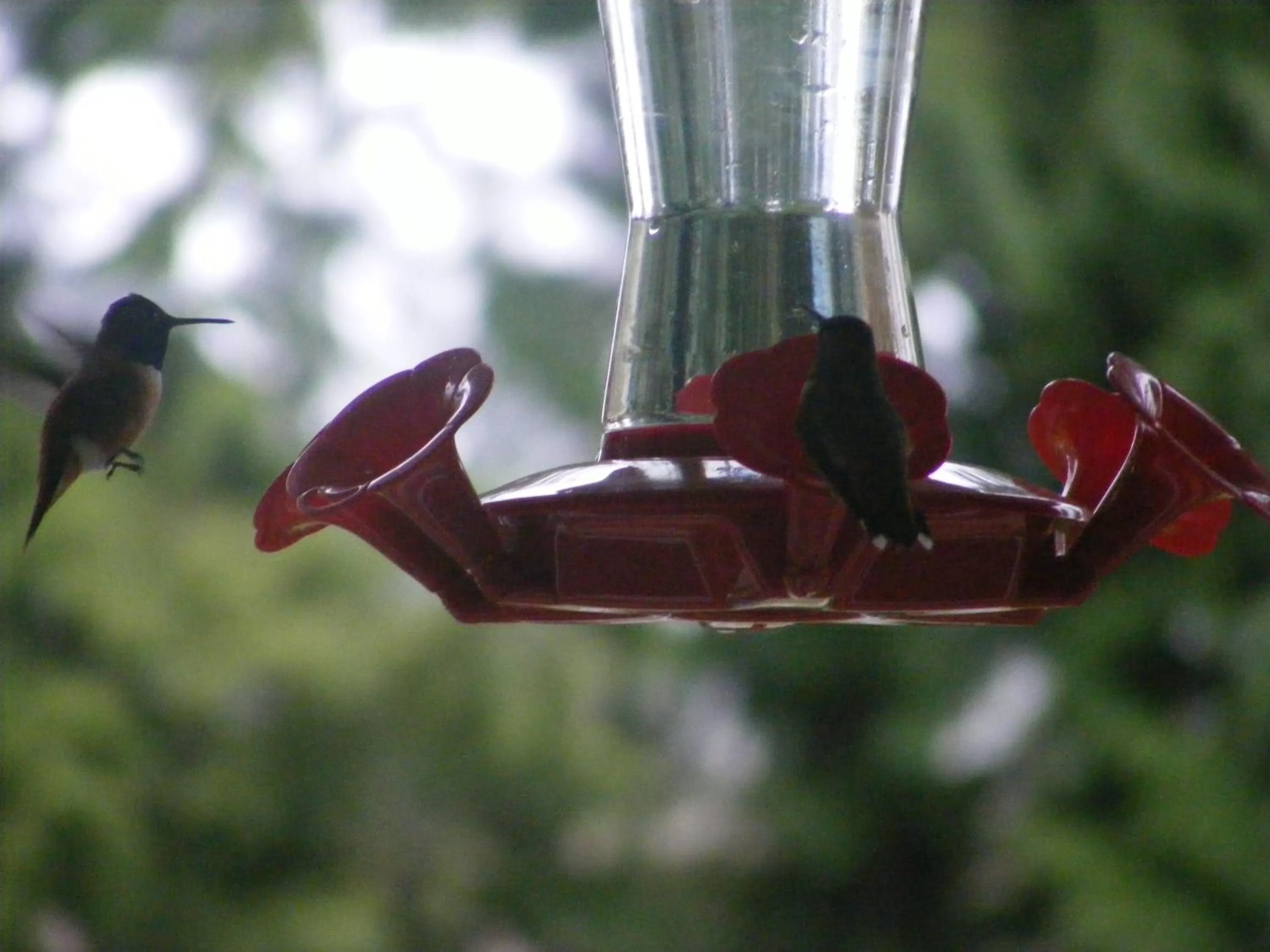 Other, Other Animals in Hummingbird Guesthouse