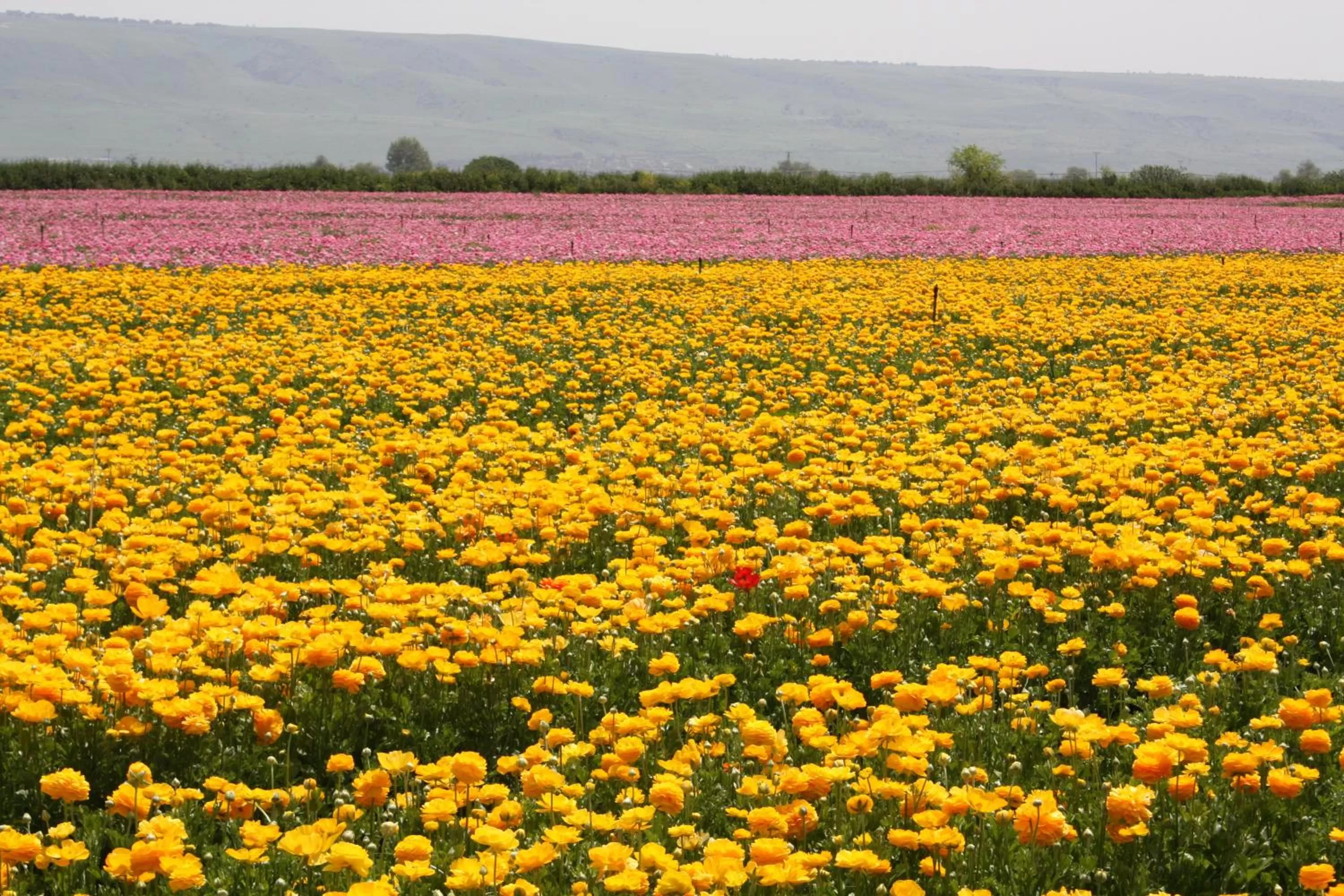 Spring in Beit Shalom Historical boutique Hotel