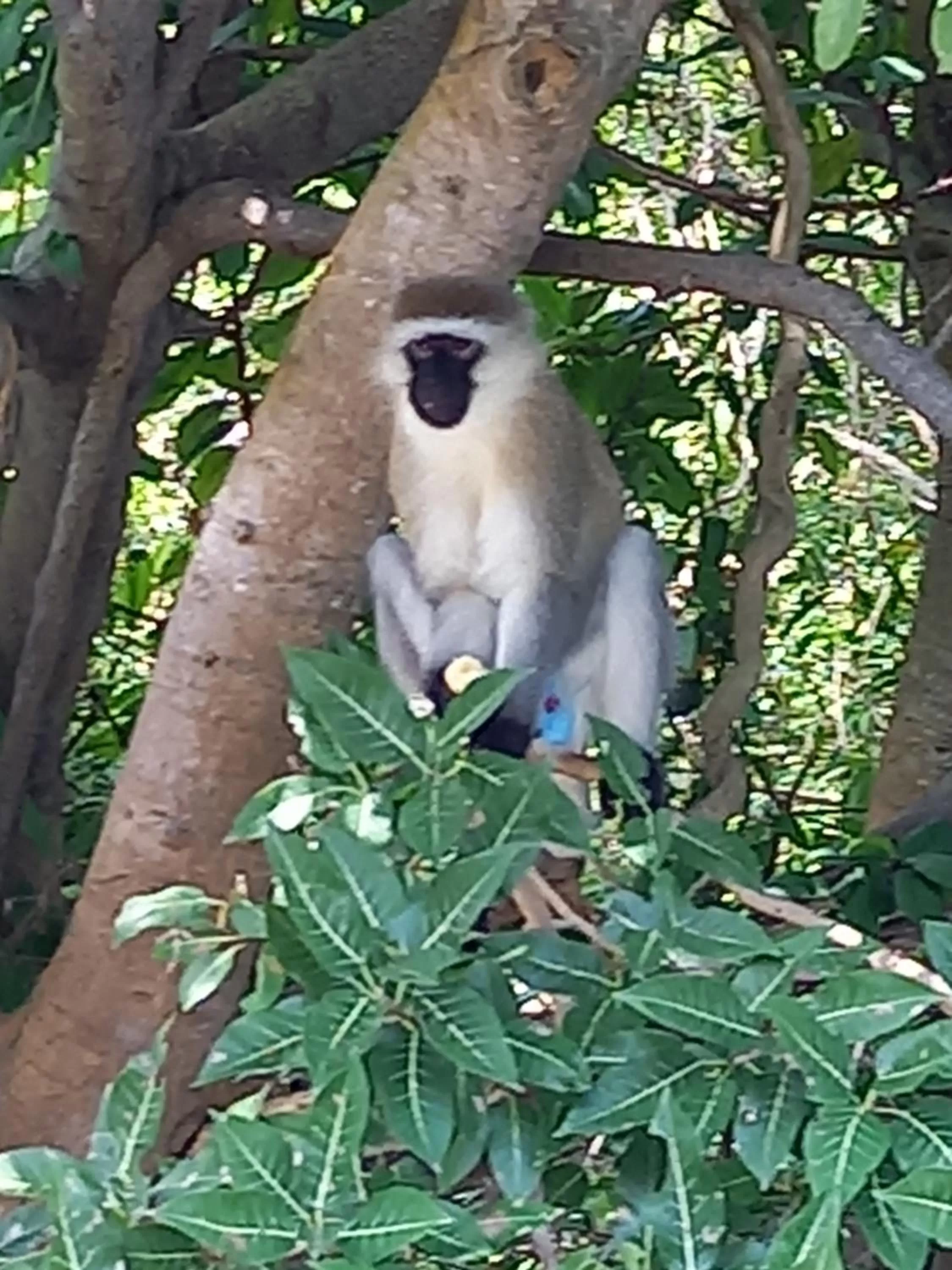 Animals in Isange Paradise Resort