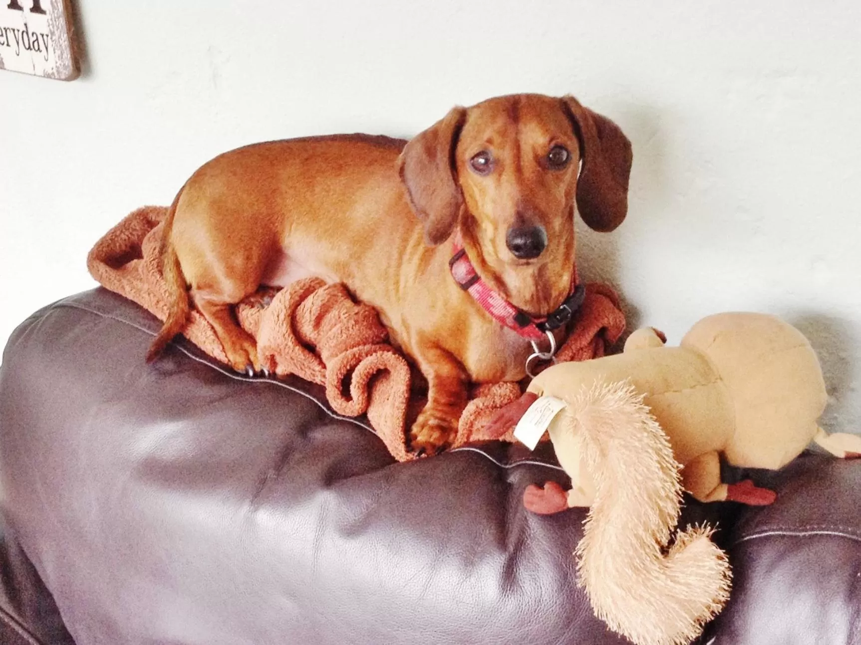 Pets in Must Love Dogs B&B & Self Contained Cottage