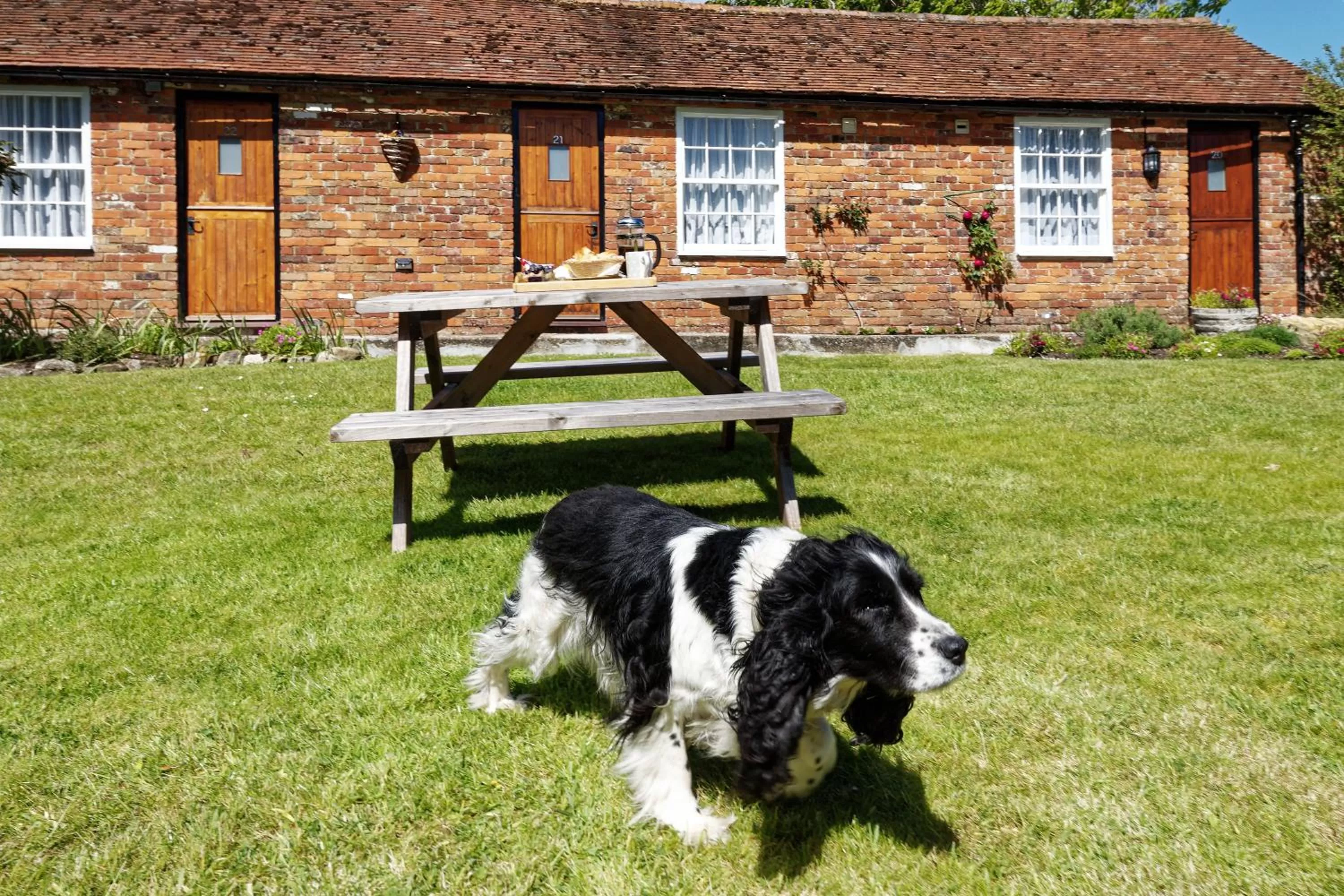 Pets in Beachborough Park