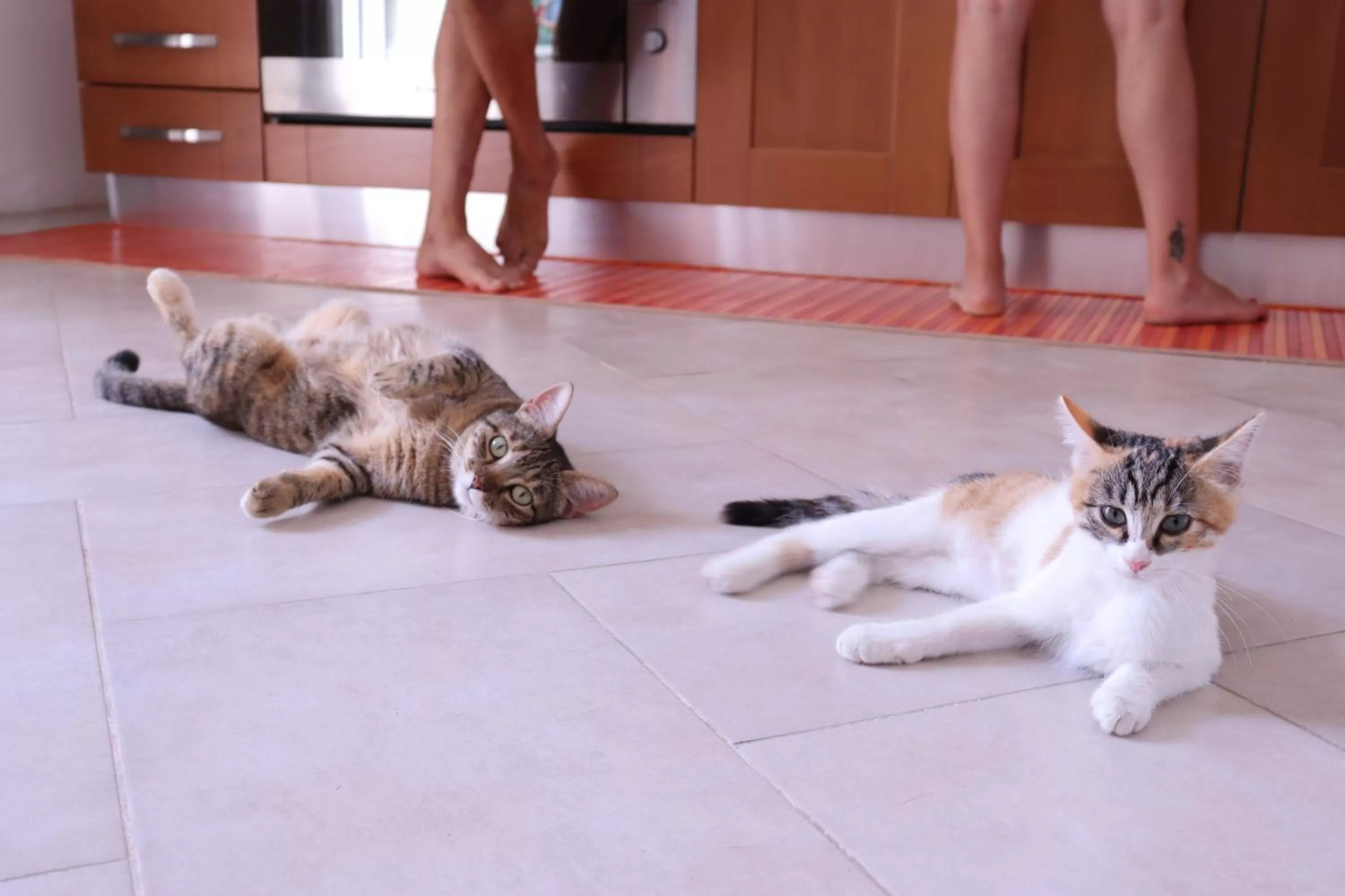 Pets in Viaggio nel Cuore dell'Arte