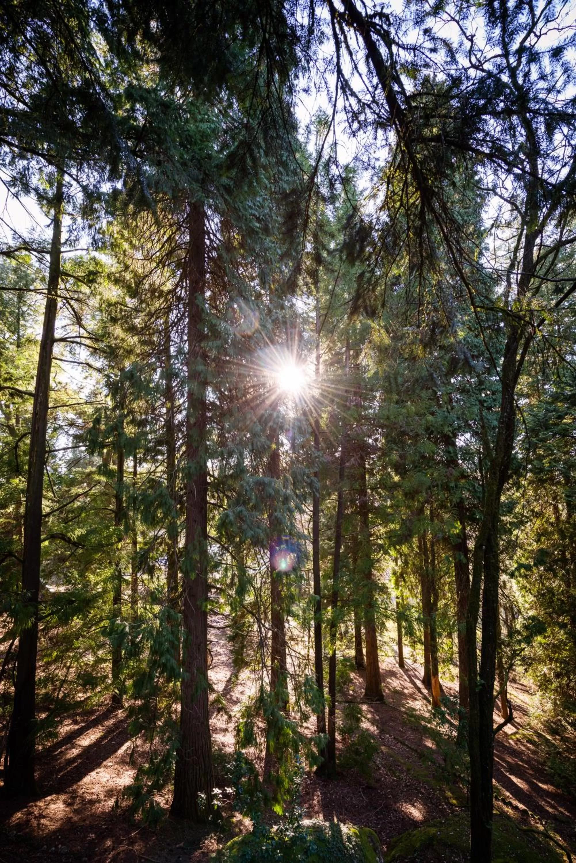 Garden in The Grove Houses