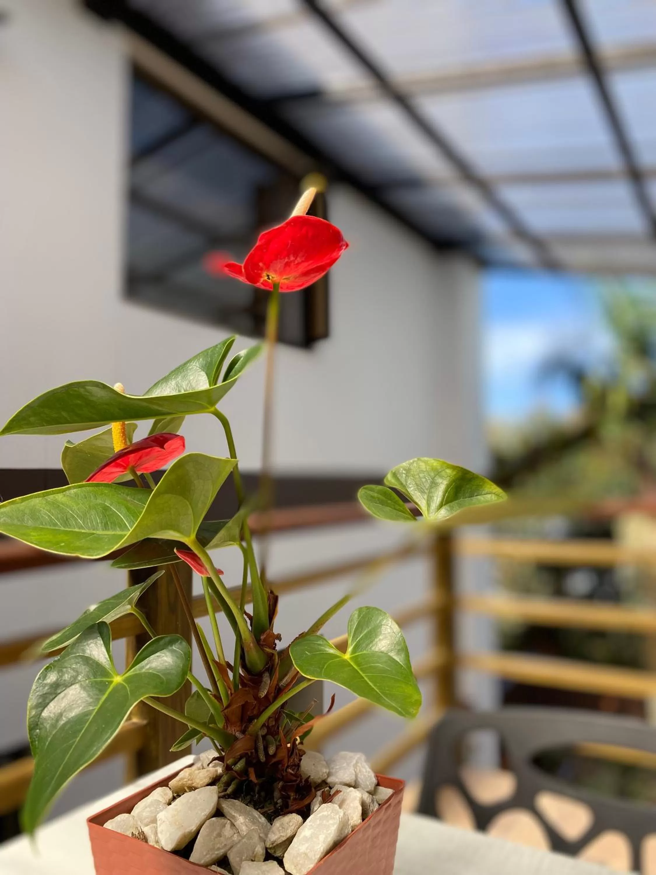 Standard Double Room in Hotel Campo Real