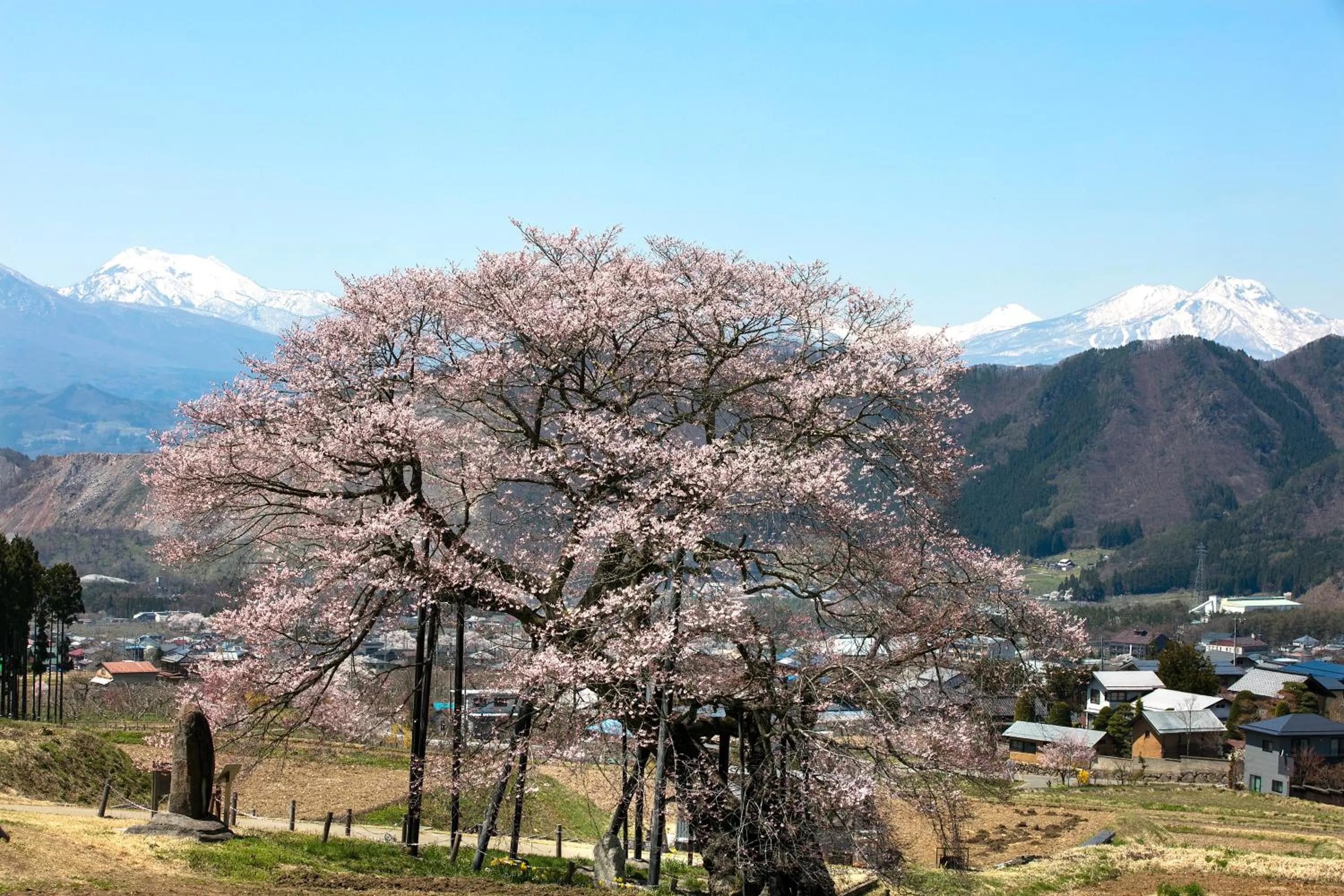 Spring in Ryokan Warabino