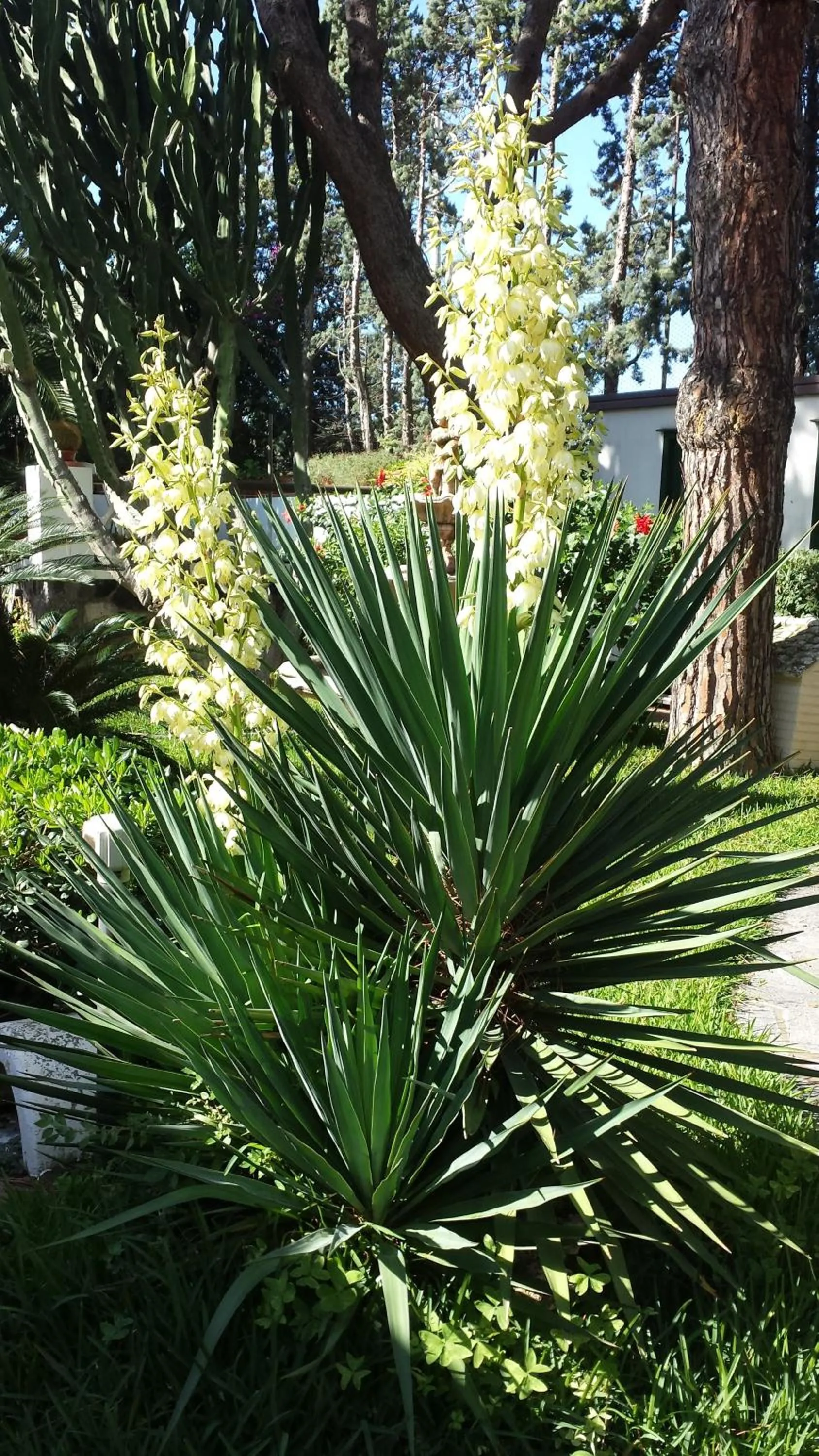 Natural landscape in Hotel Park Calitto