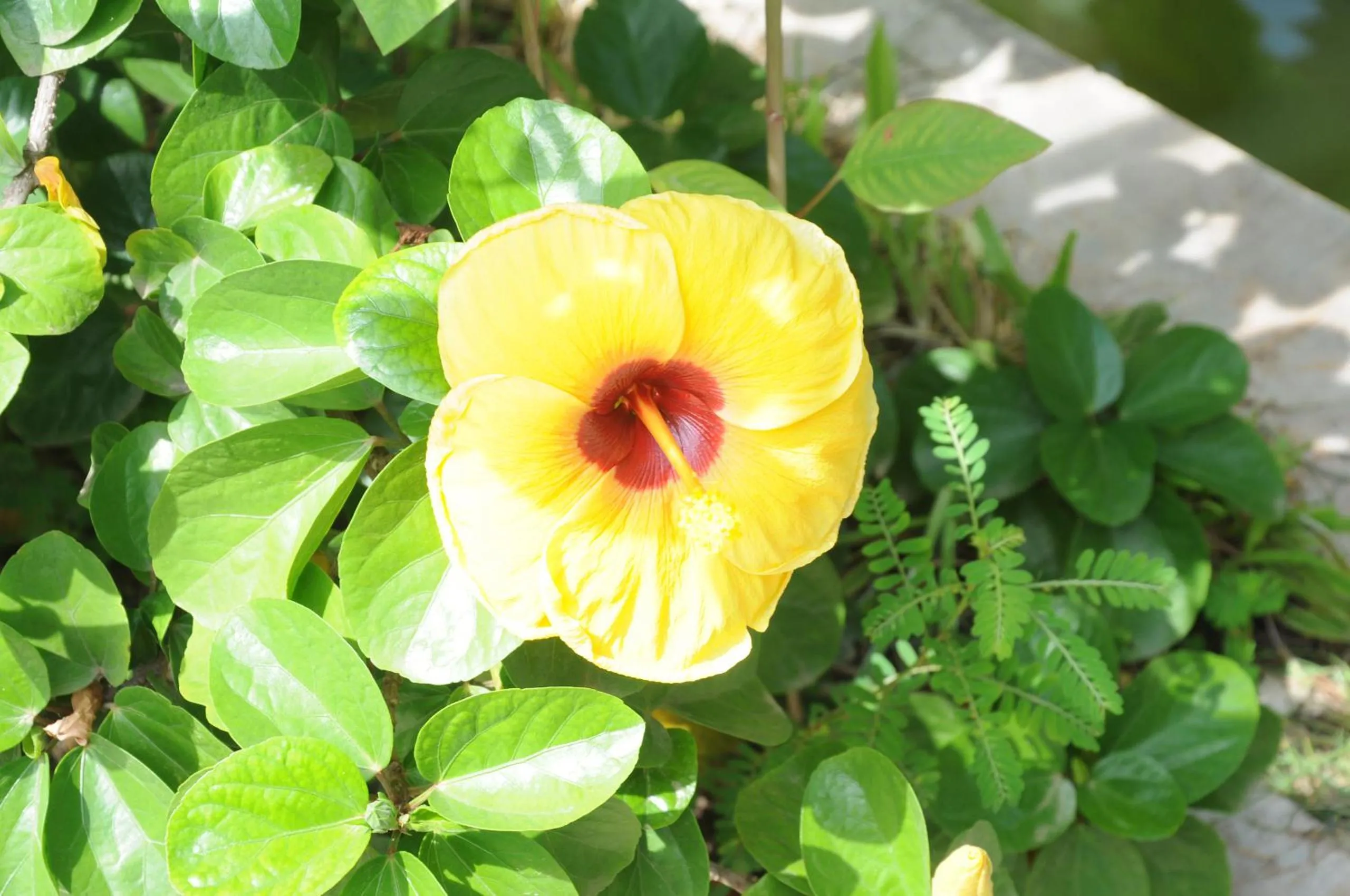 Garden in Angkor Panoramic Boutique Hotel