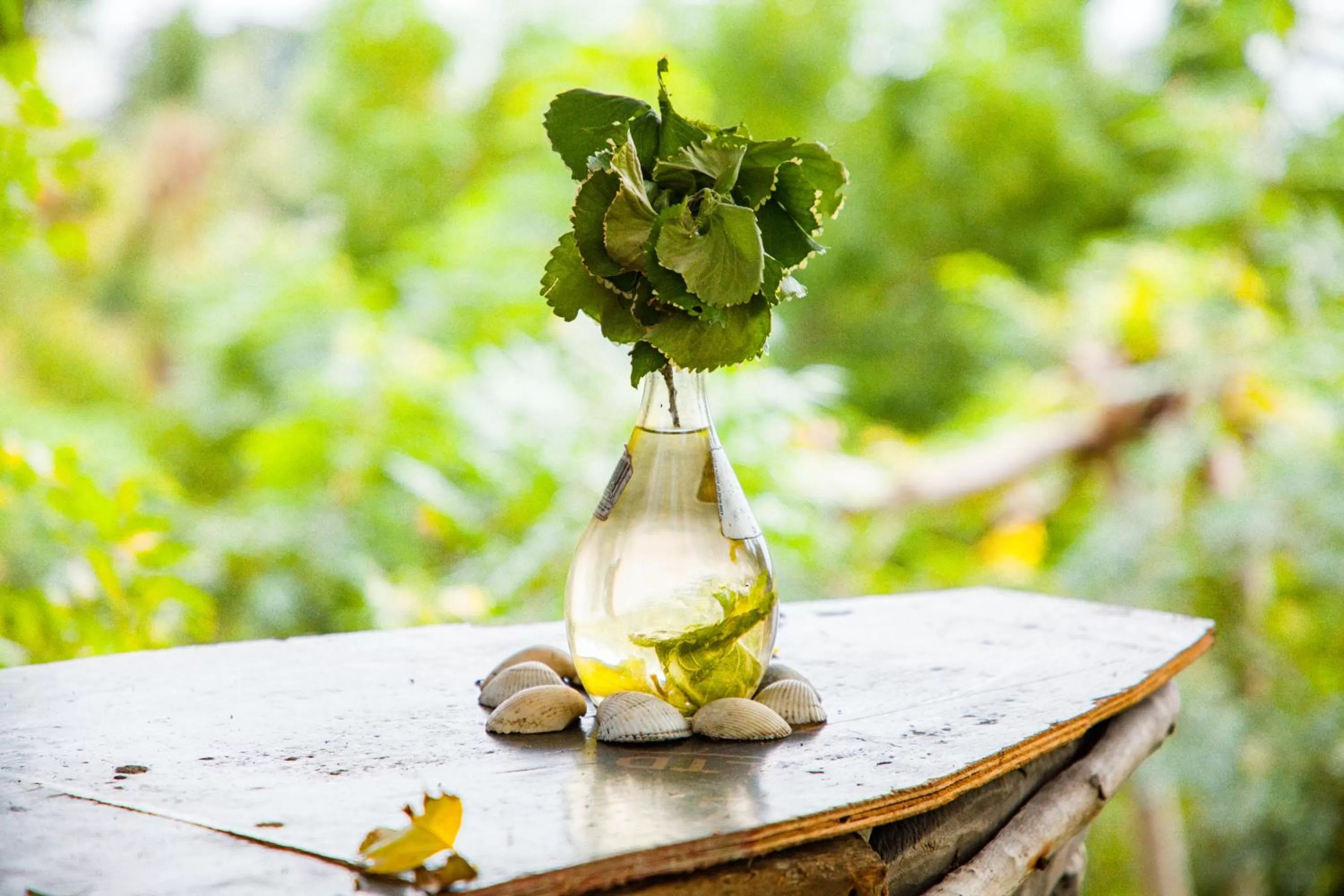 Restaurant/places to eat, Food in Mikoko Beach & Cottages