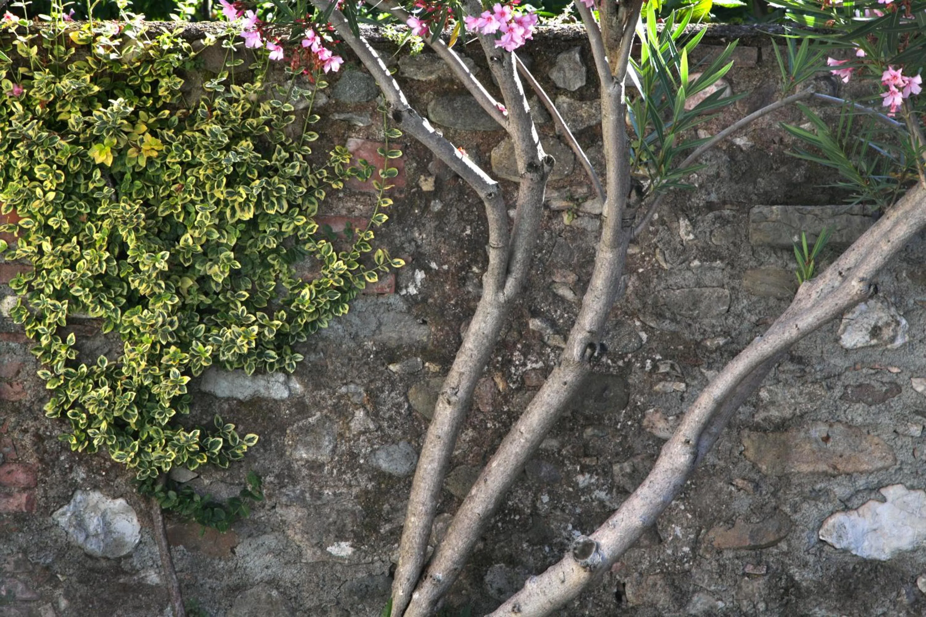 Garden in Hotel San Filis