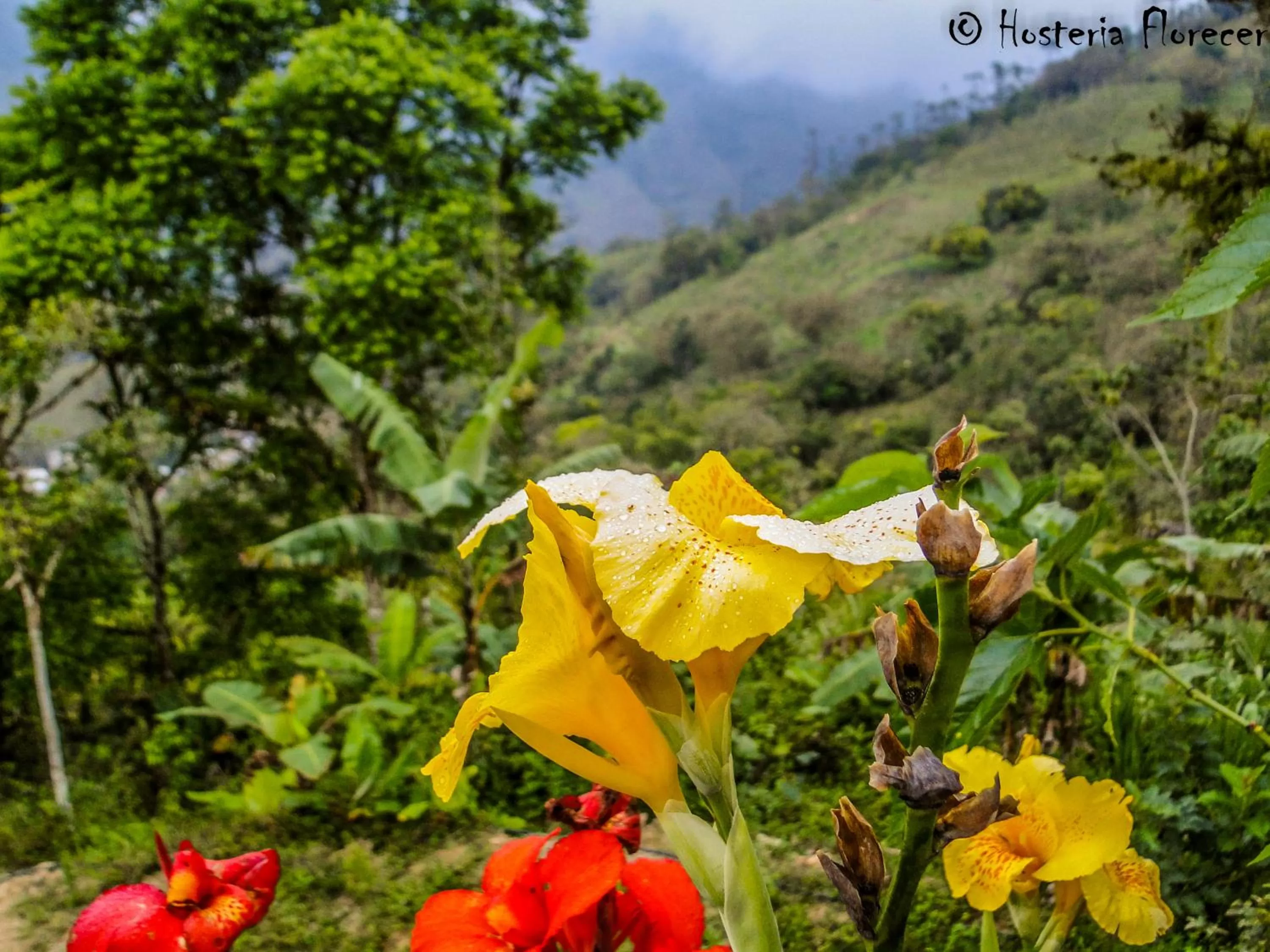 Natural landscape in Hosteria Florecer