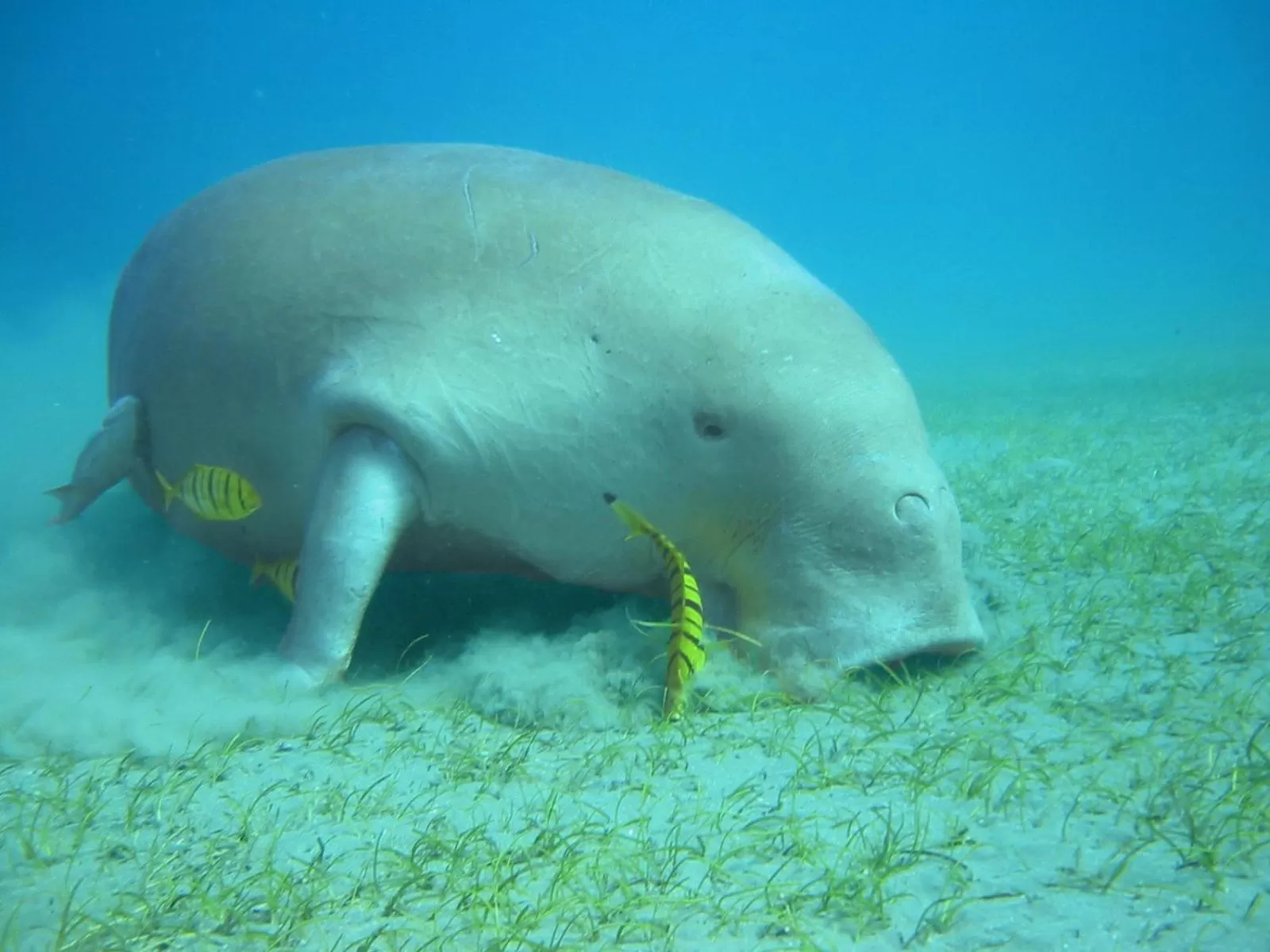 Snorkeling in Coral Sun Beach