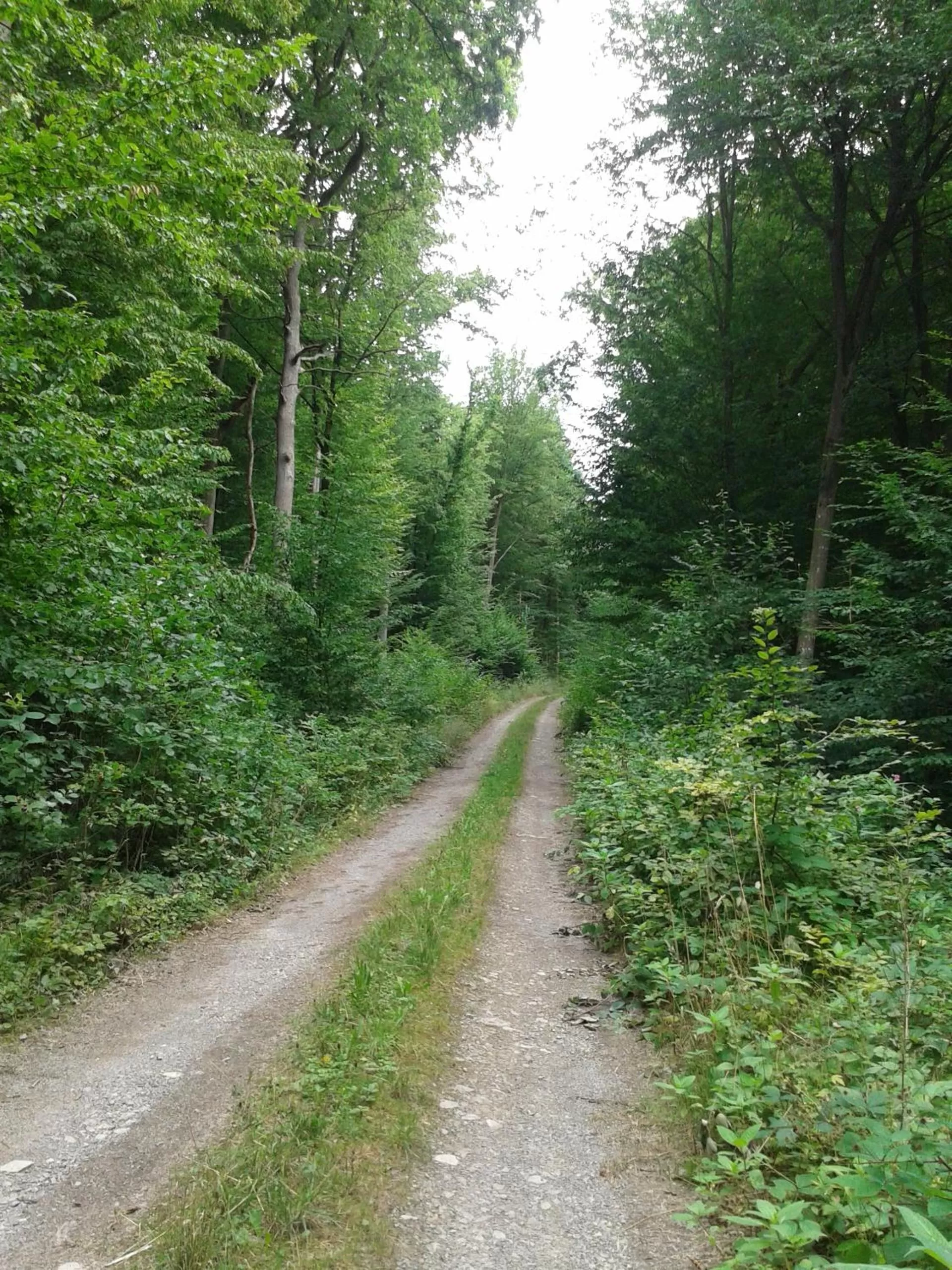 Hiking in Gasthof Kessler
