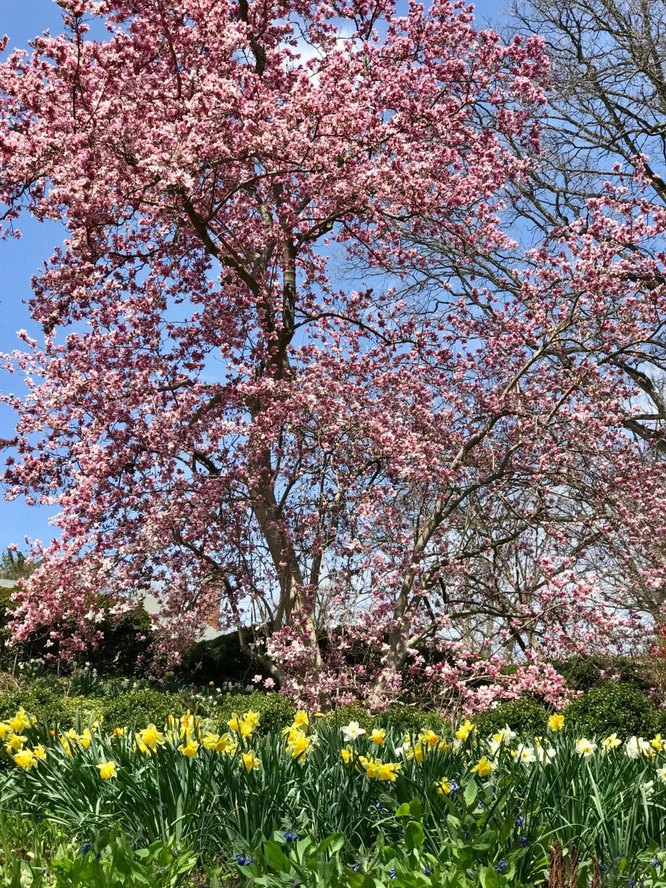 Garden in Gramercy Mansion