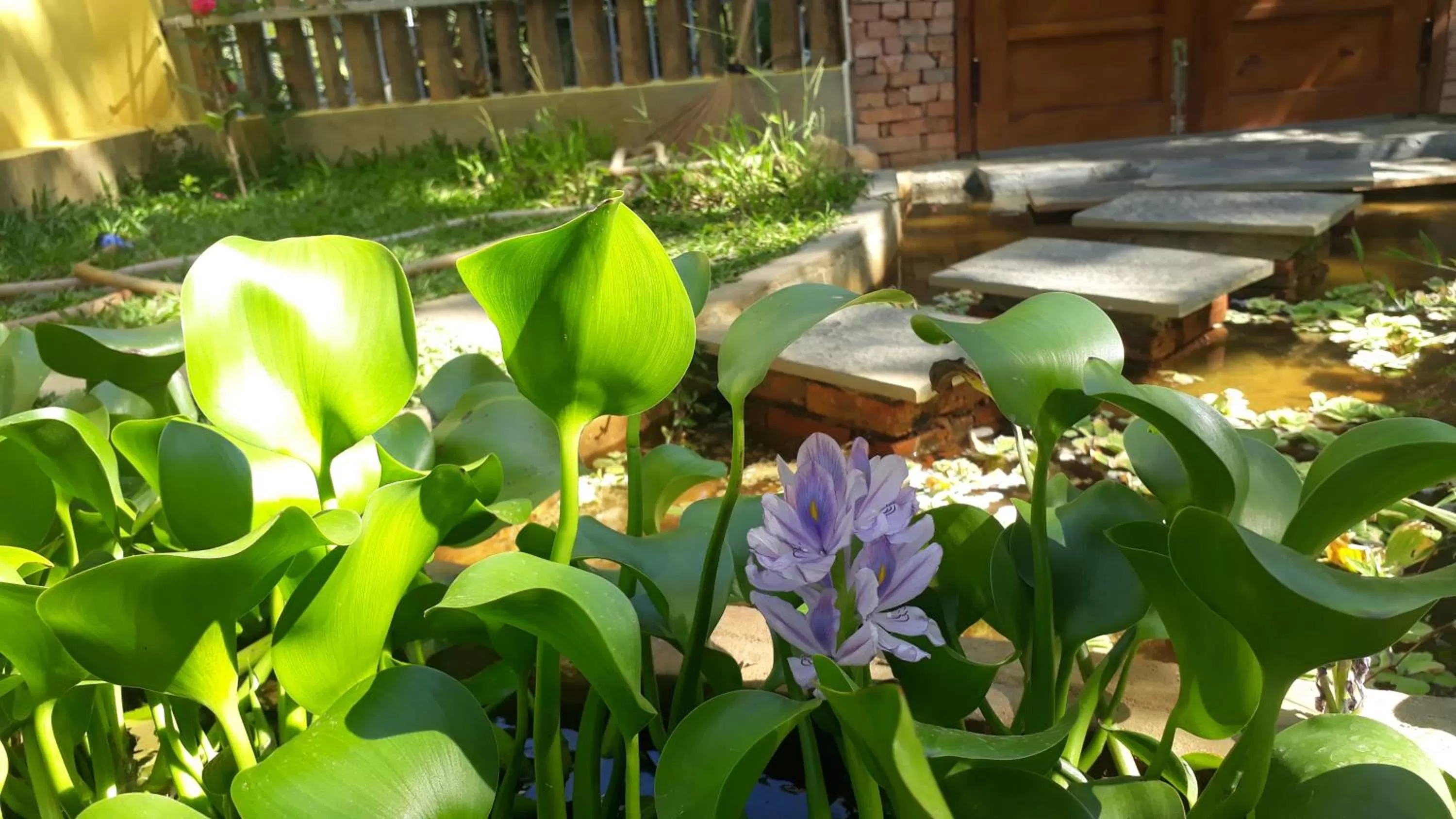 Garden in Pink Tulip Hoi An