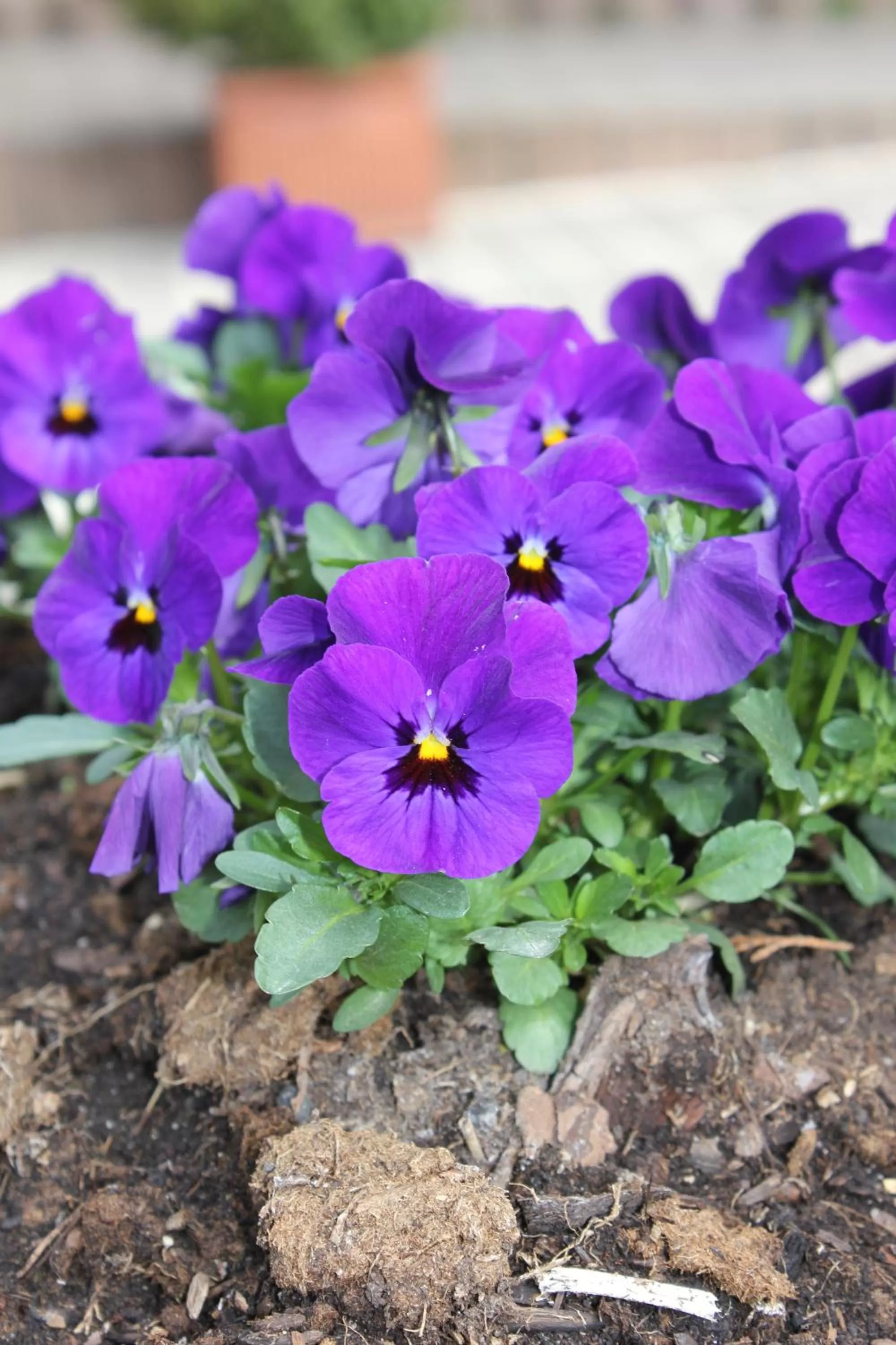 Garden in Gasthof Weißes Roß