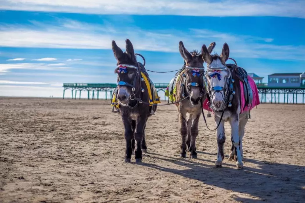 Animals in Cumbria Guest House