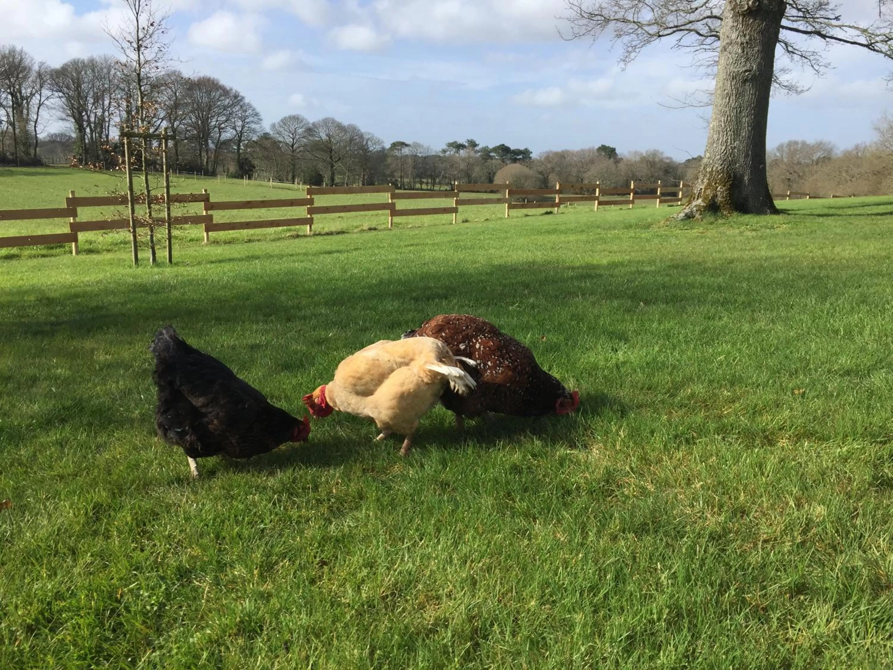 Animals in Le Clos du Gusquel