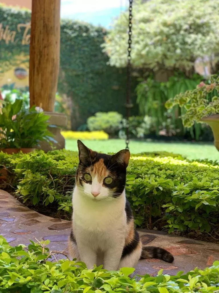 Hostal Villa Toscana