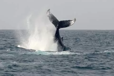 Activities, Other Animals in B&B Sereia Azul Boa Vista