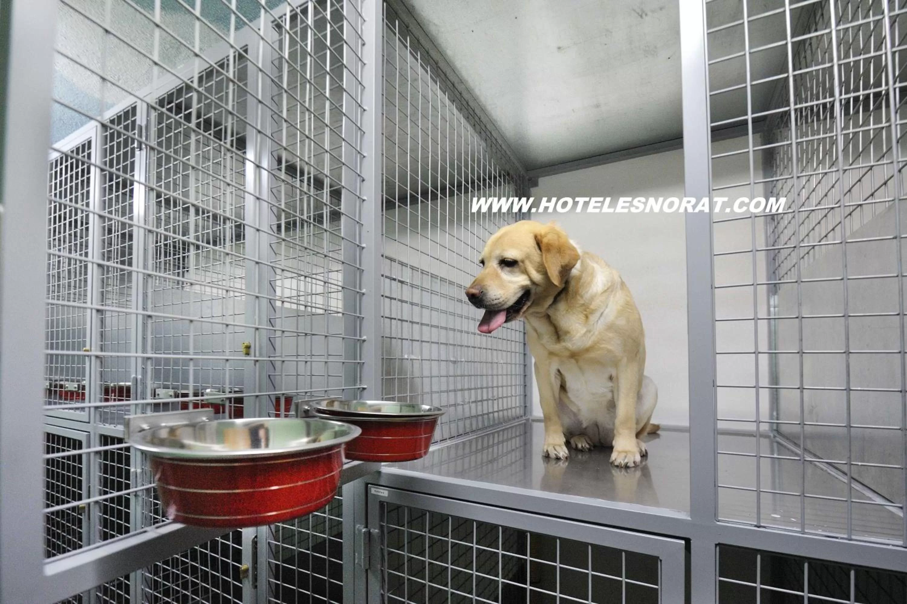 Pets in Hotel Norat Marina & Spa 4* Superior