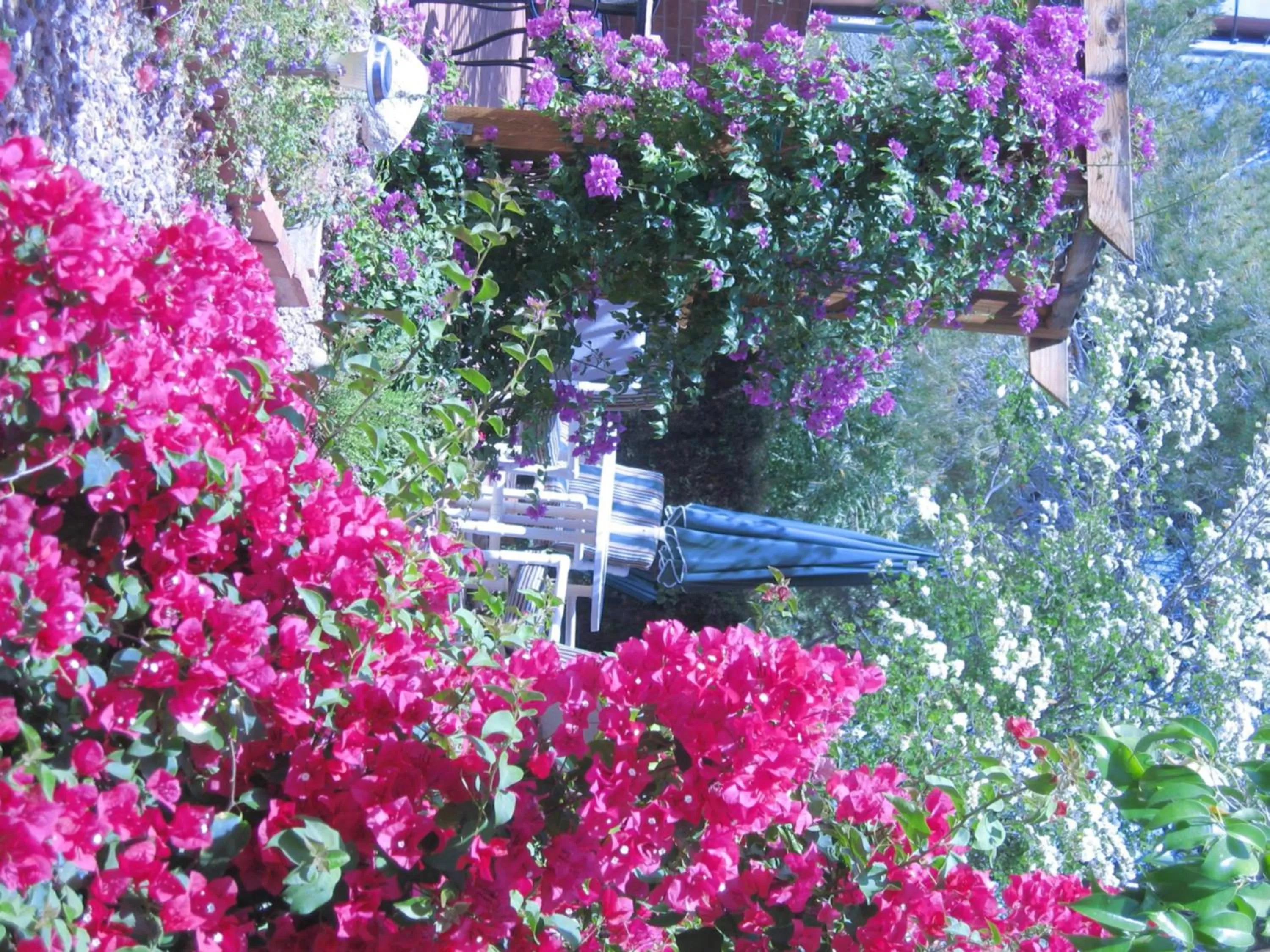 Garden in Mon Ami Bed and Breakfast