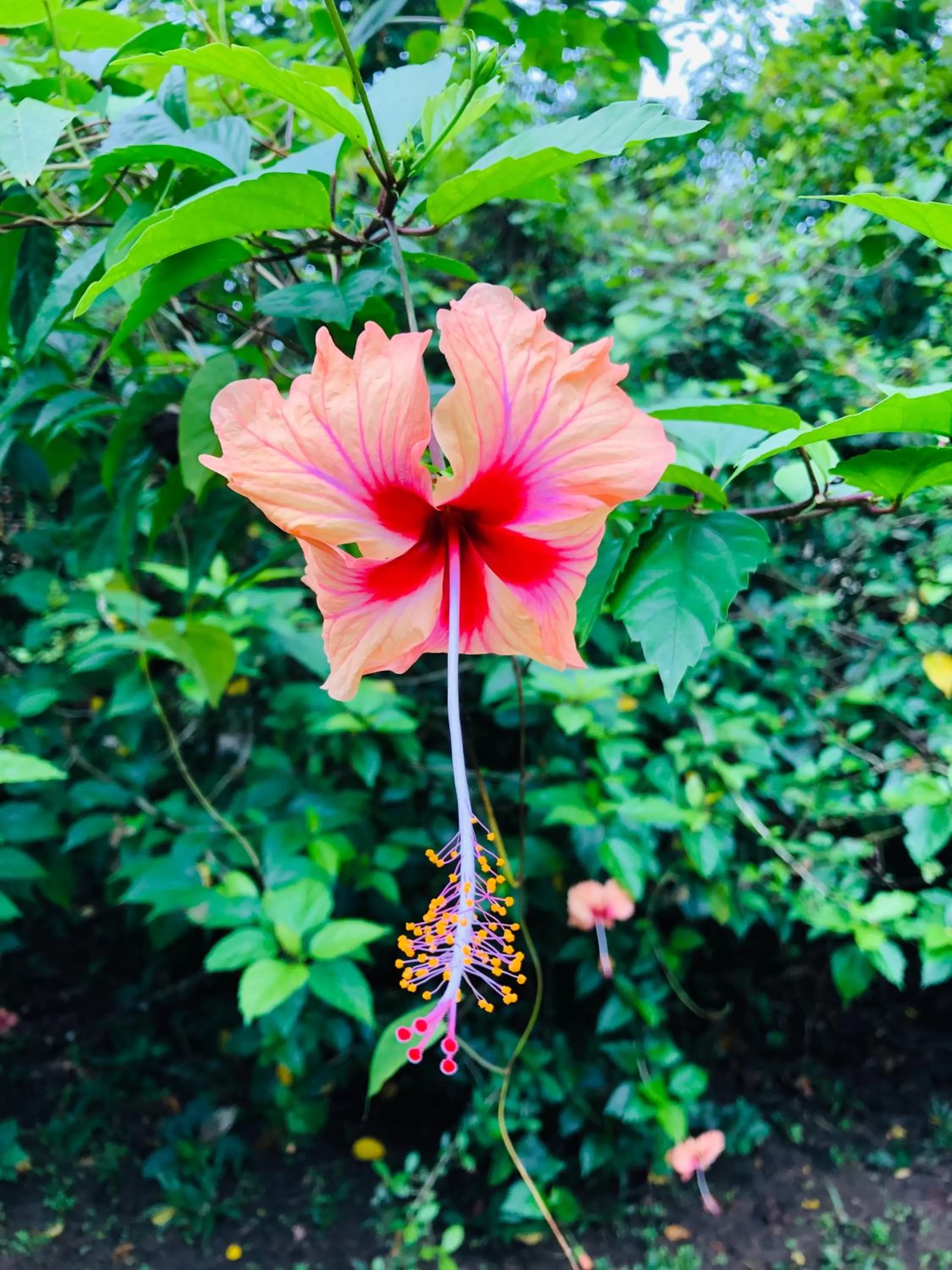 Garden in Casa Oceana Bed & Breakfast