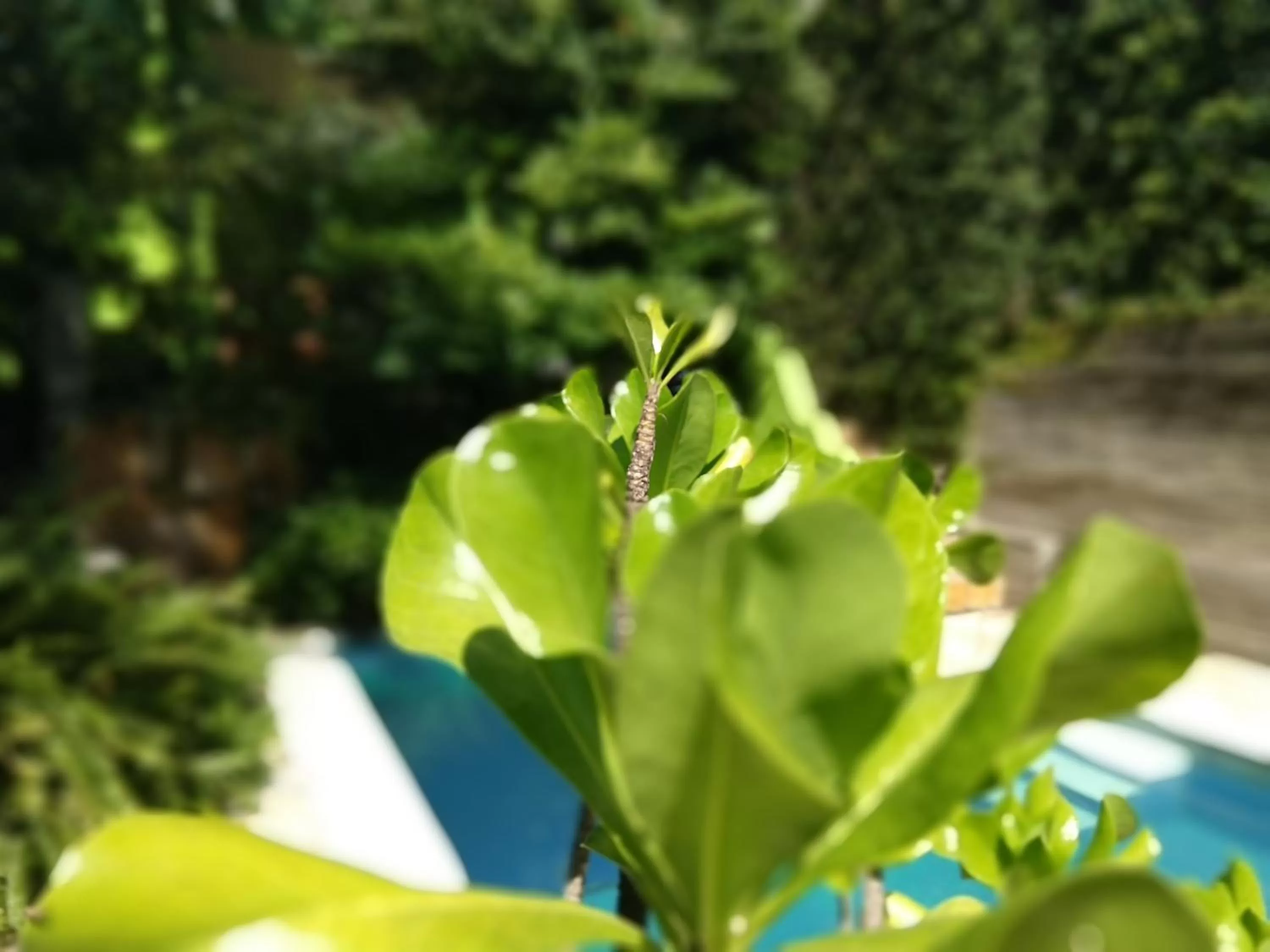 Garden in Bamboo Flat