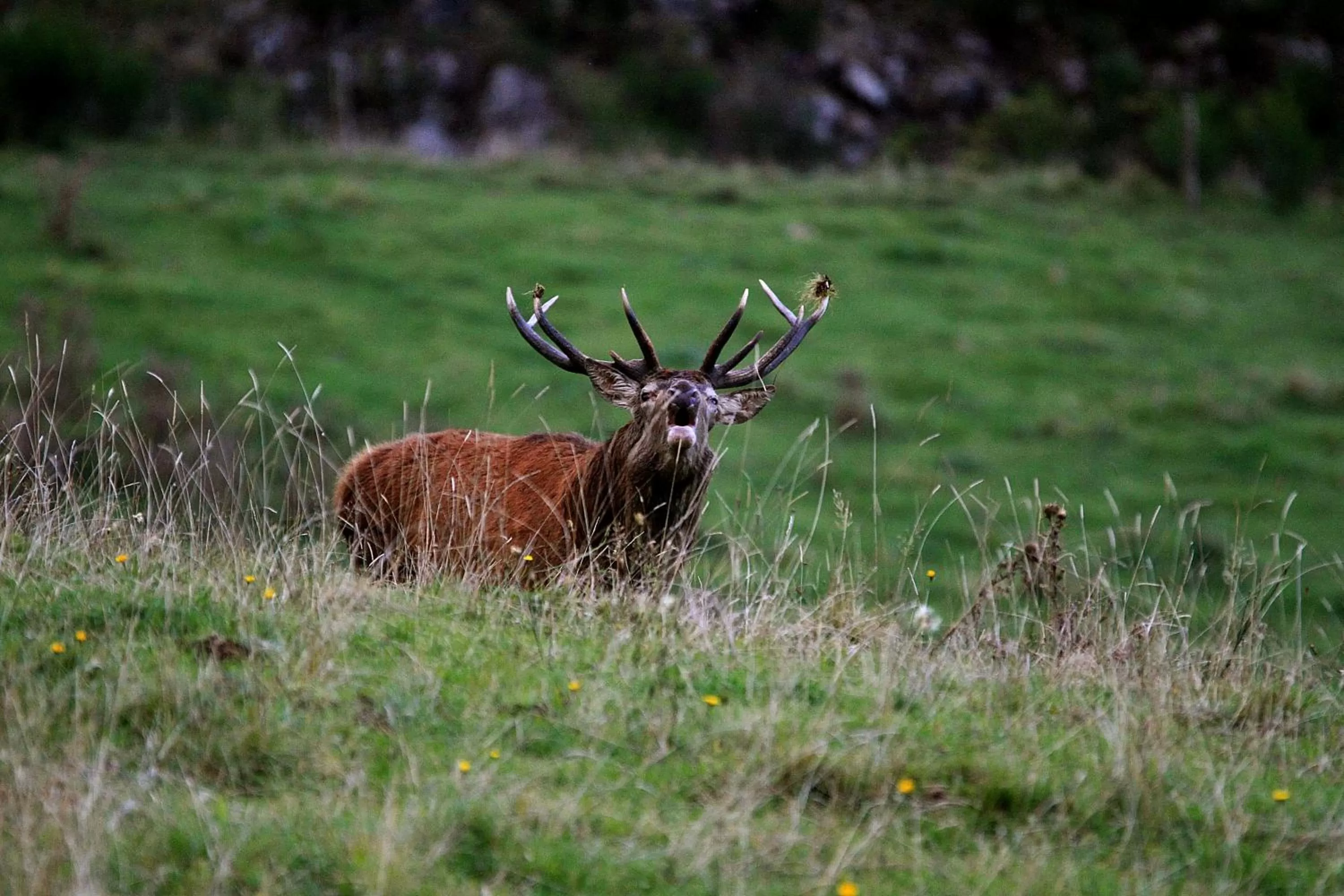Other in L'Estapade des Tourelons