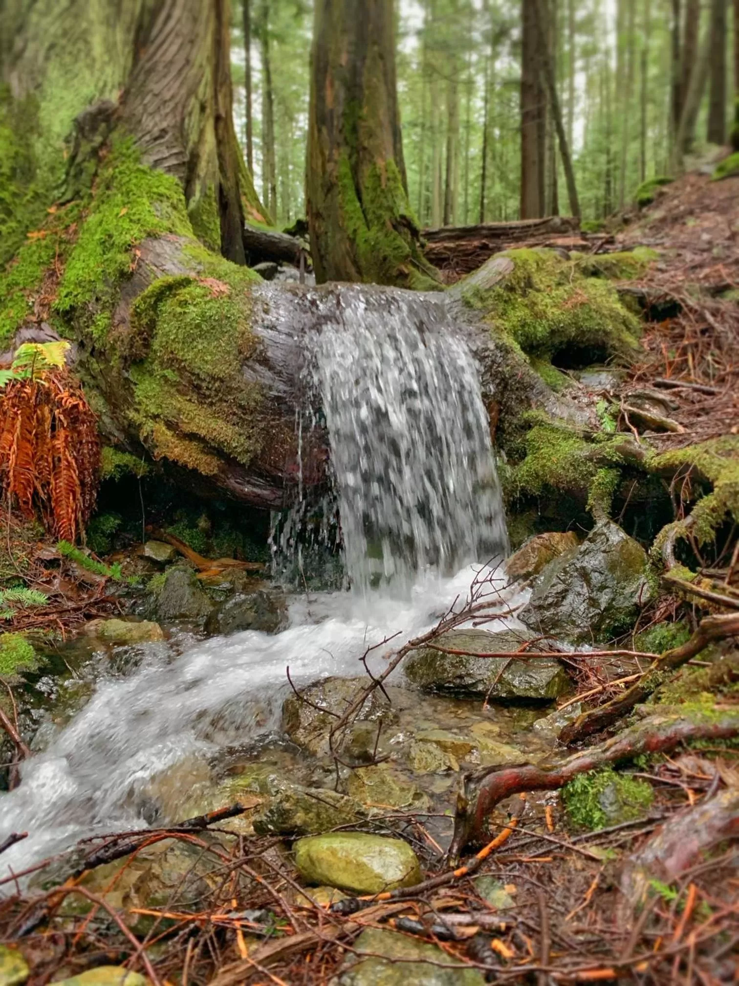 Natural landscape in Otter's Pond Bed and Breakfast