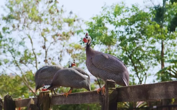 Day in Pousada Jovimar