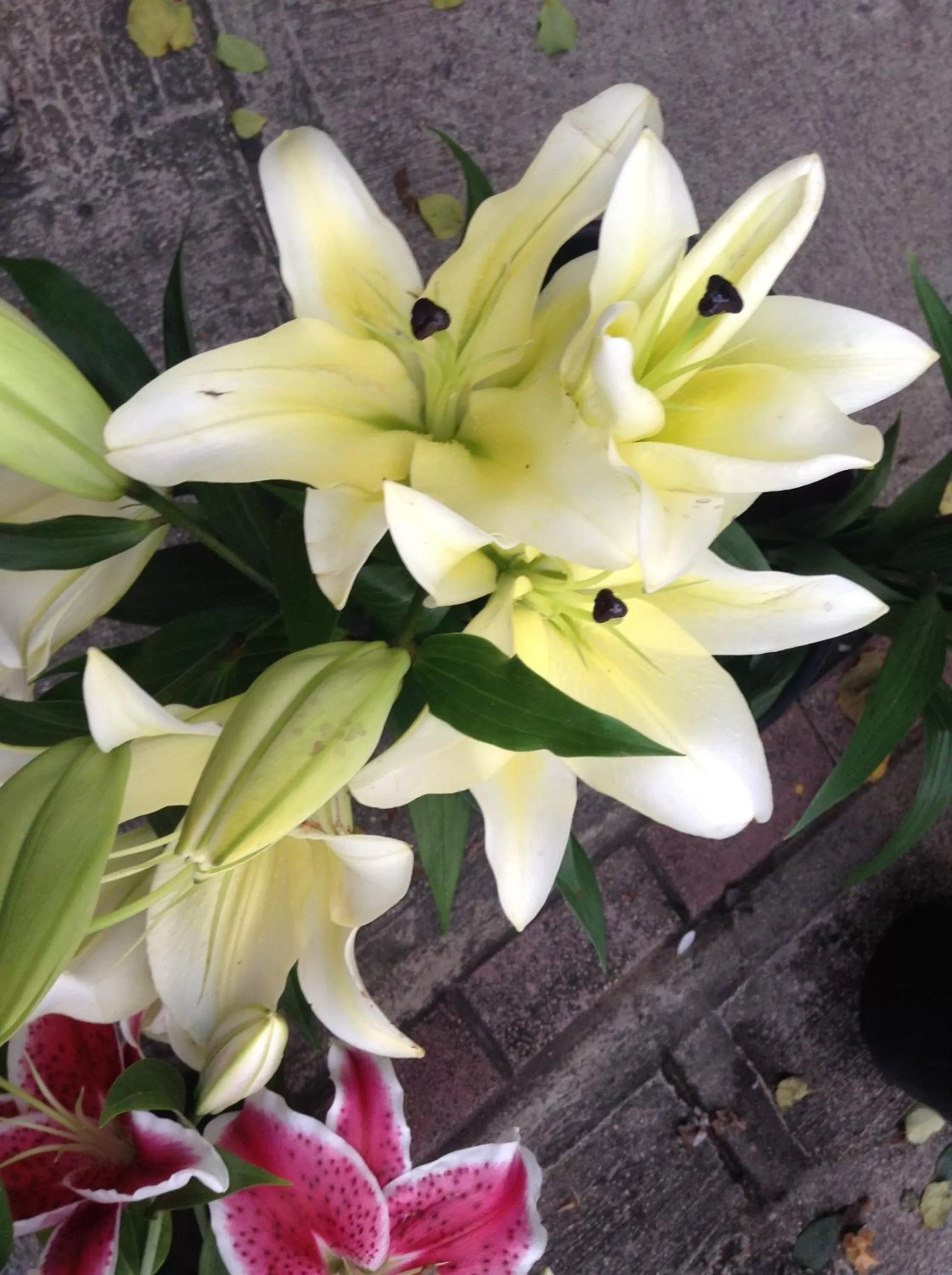 Natural landscape in Casa del Caribe Inn