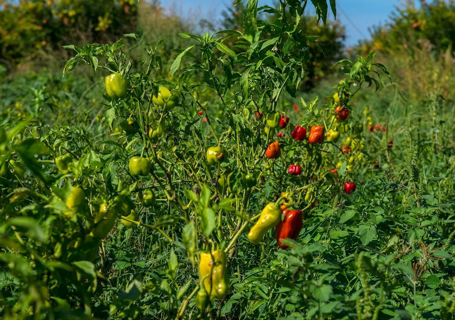 Off site in Iris Hotel & Spa