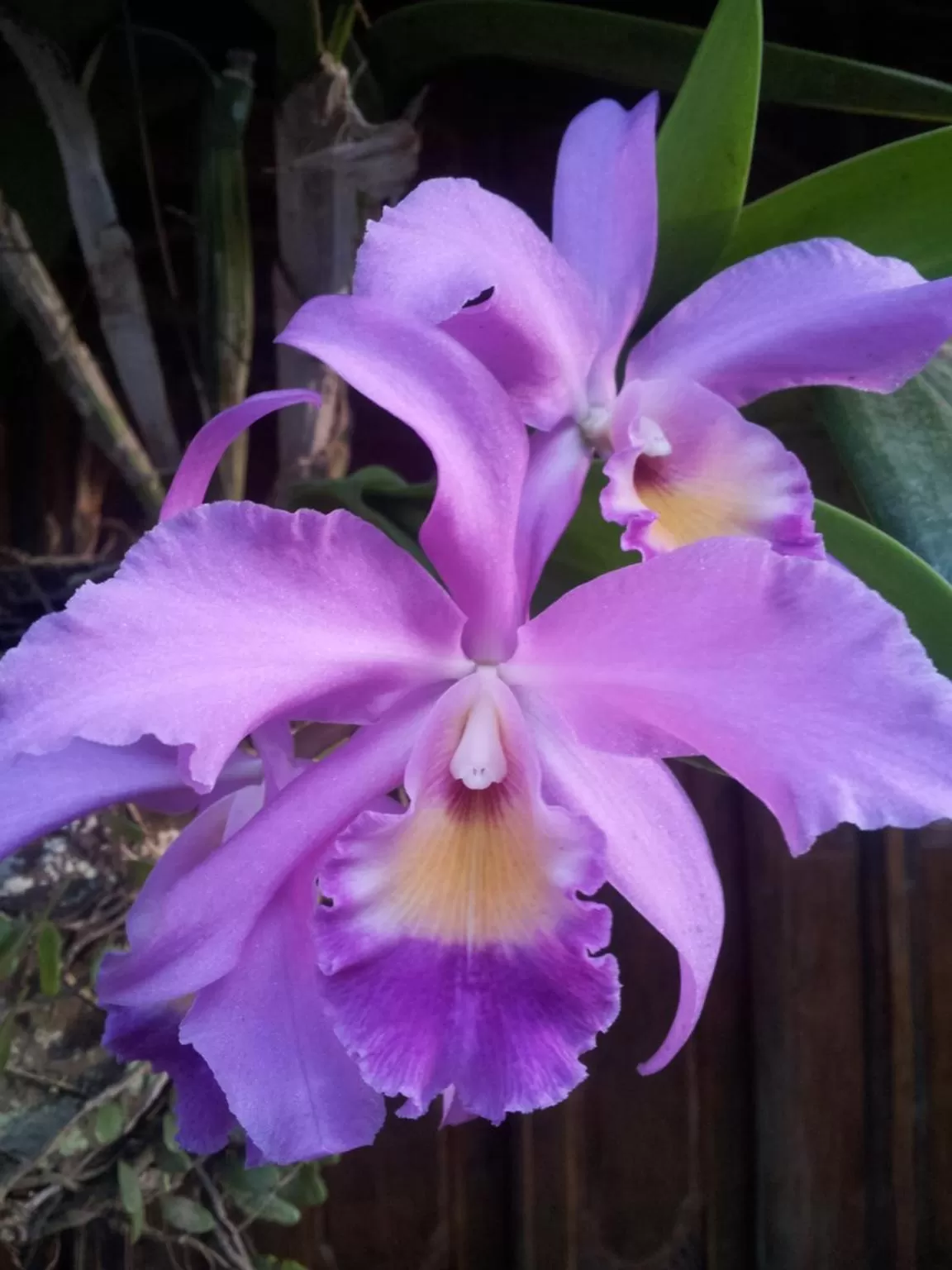 Garden in Villas Light House - Eco-Traditional Joglo