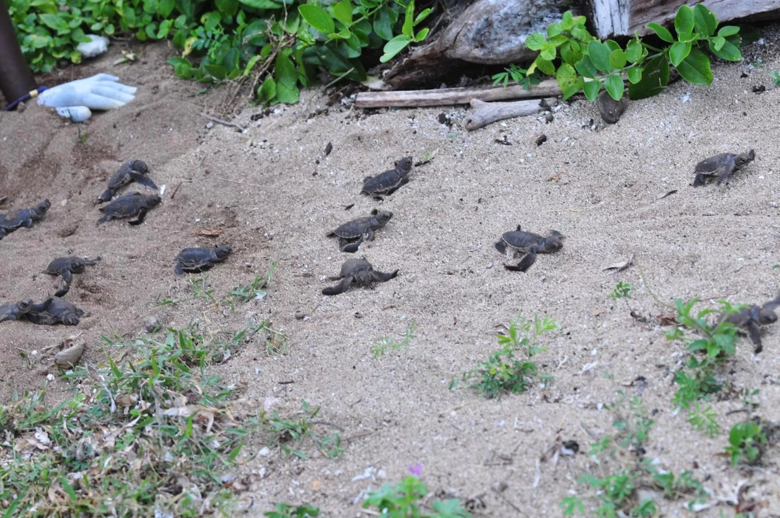 Beach in Bahari Pori Resort