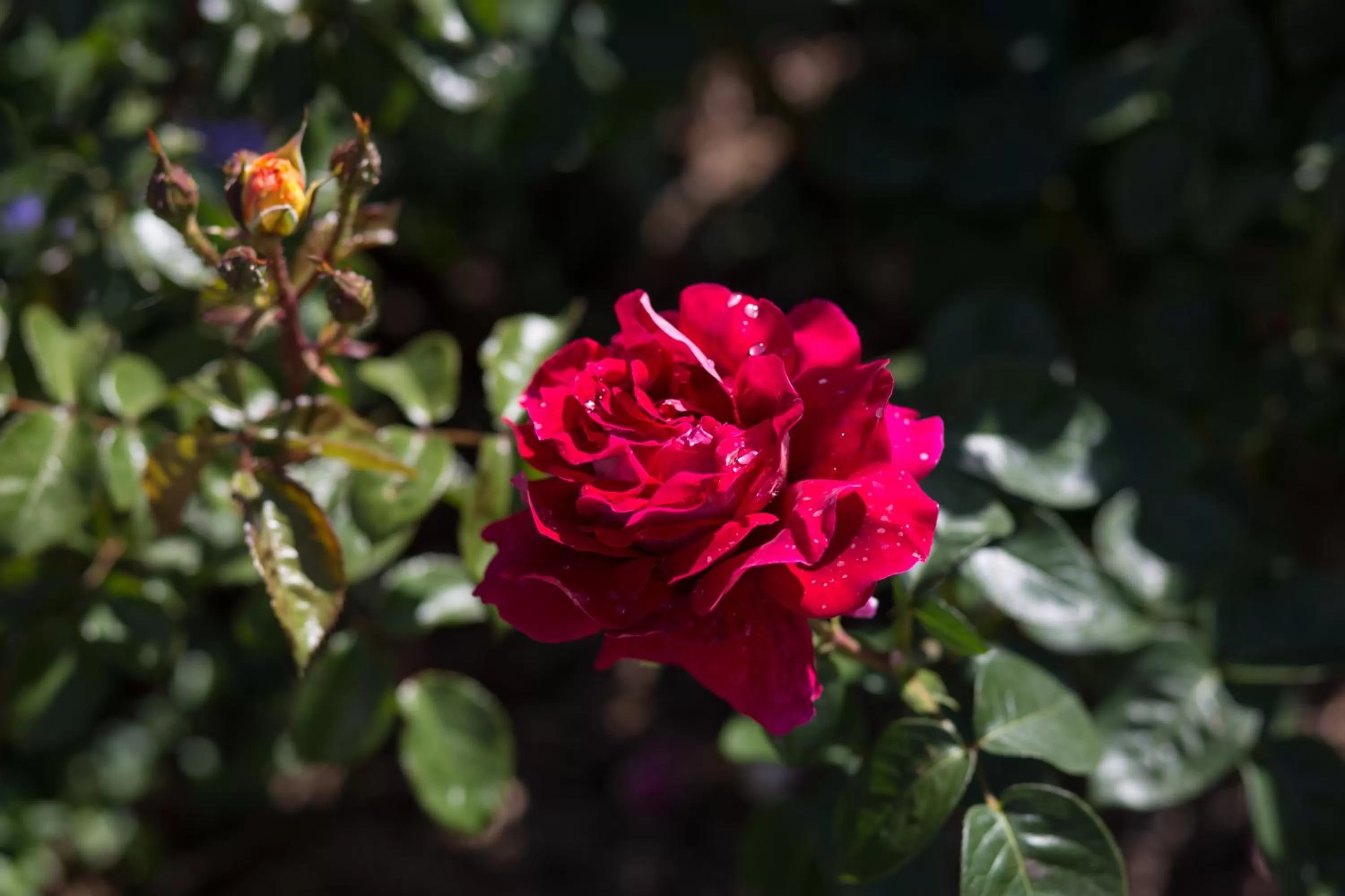Garden in Willows Motel