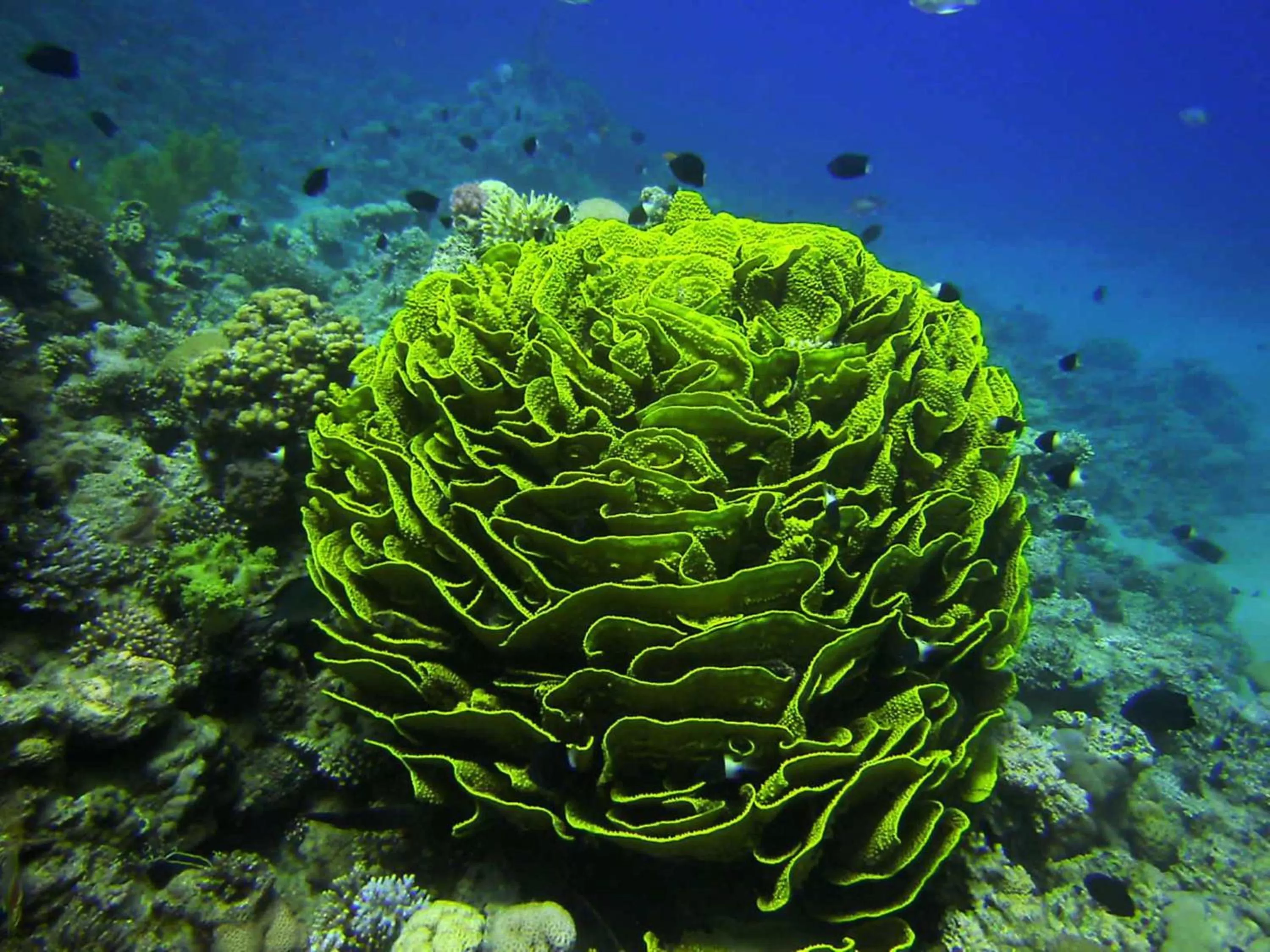 Diving in Arab Divers Dive Center and Bed & Breakfast