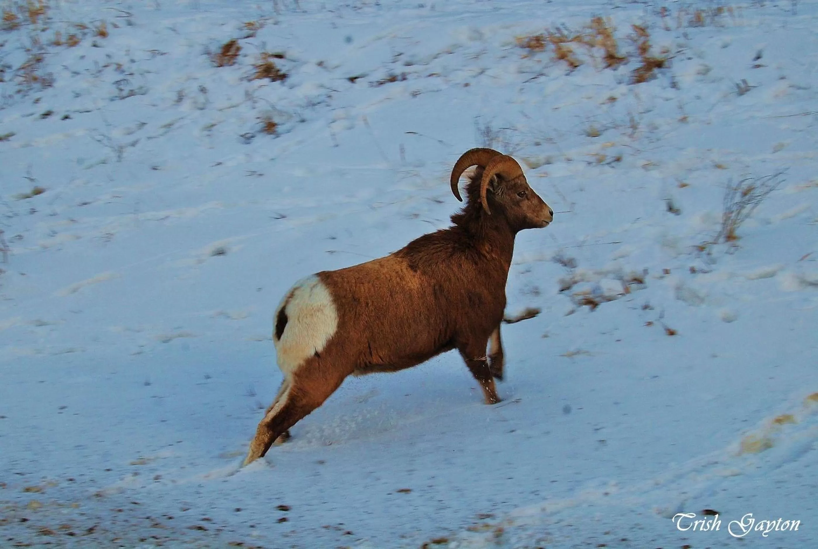 Animals in Sunset Resorts Canmore and Spa