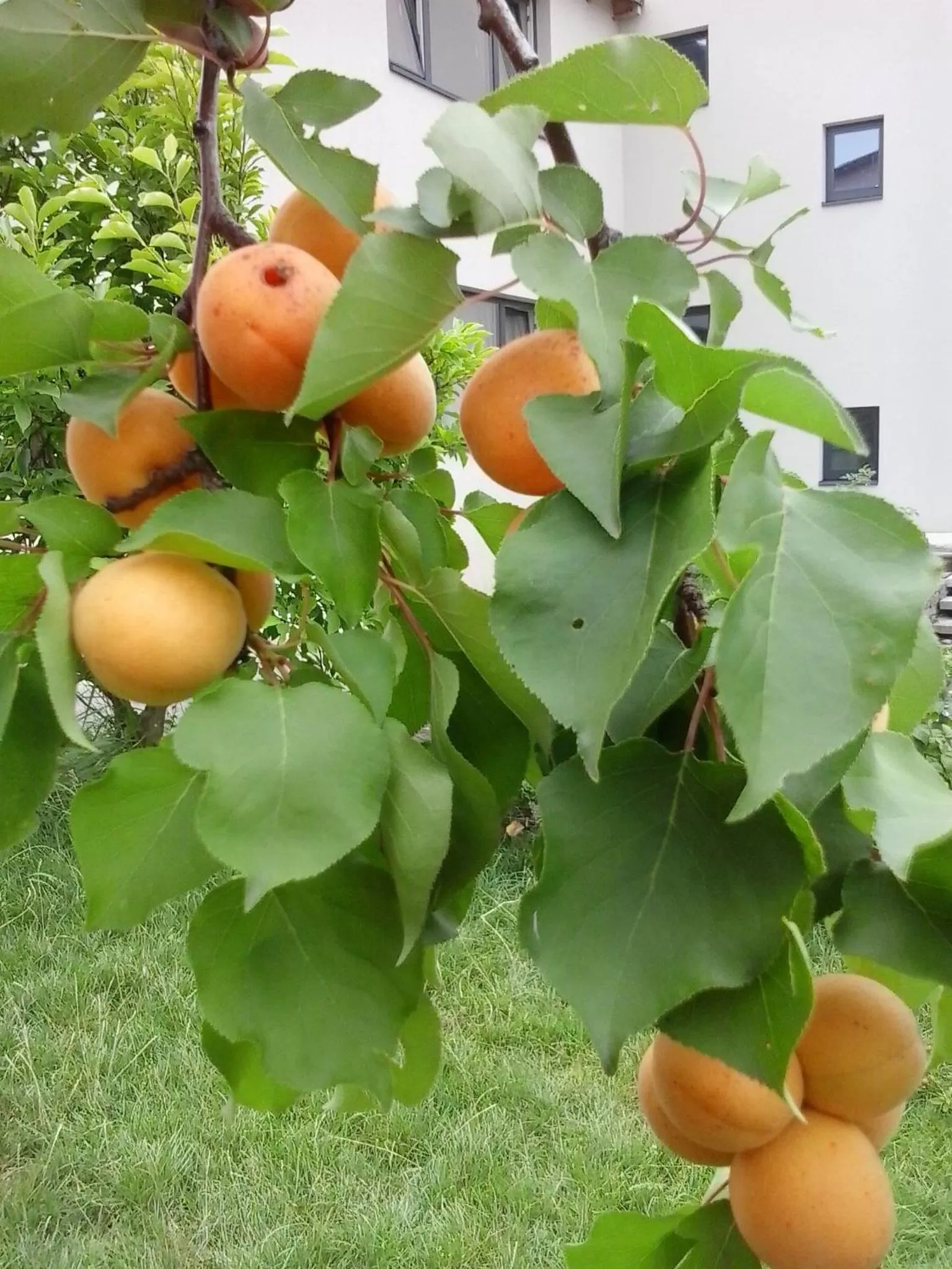 Food in Pension Marillenhof