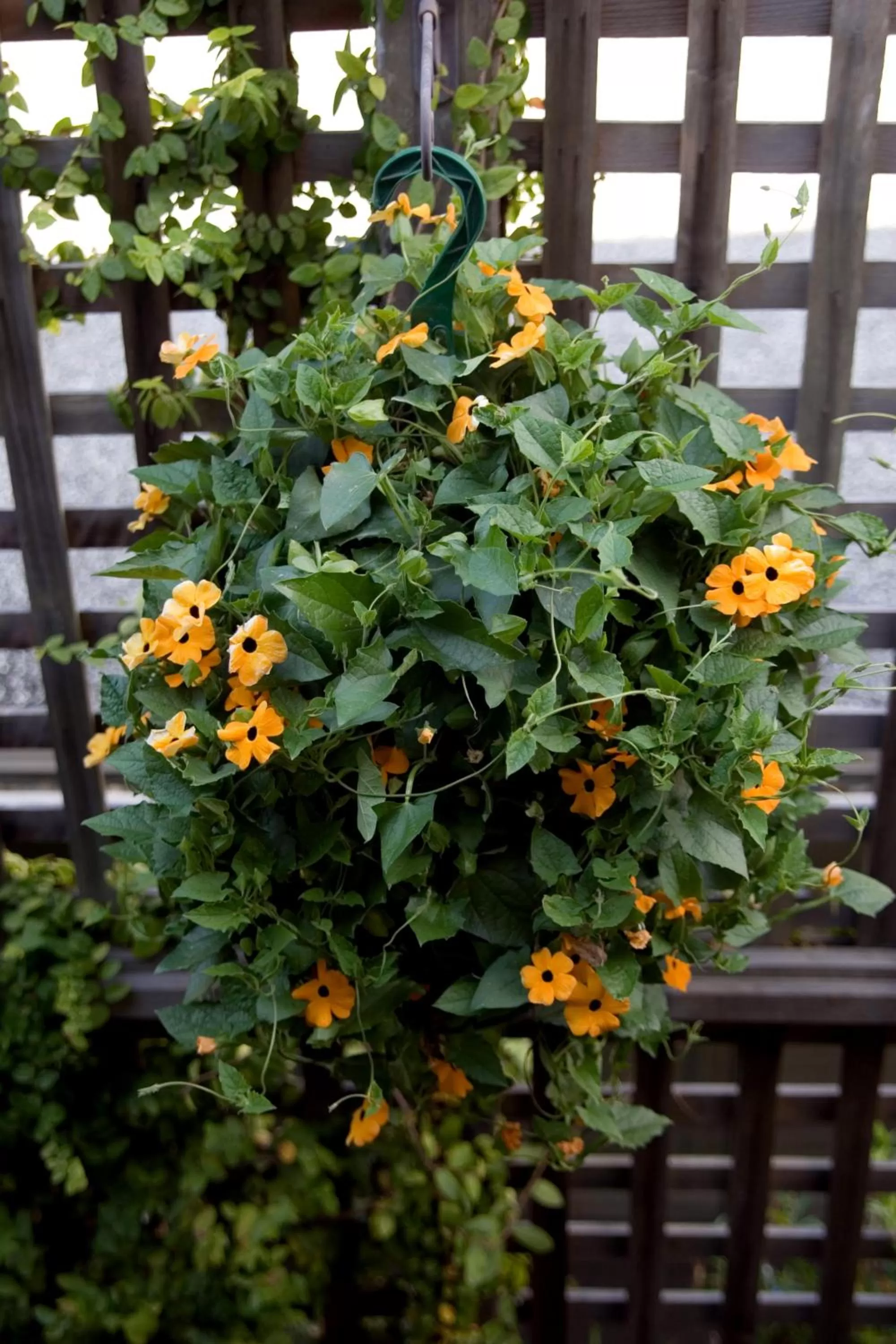 Garden in Carmel Country Inn