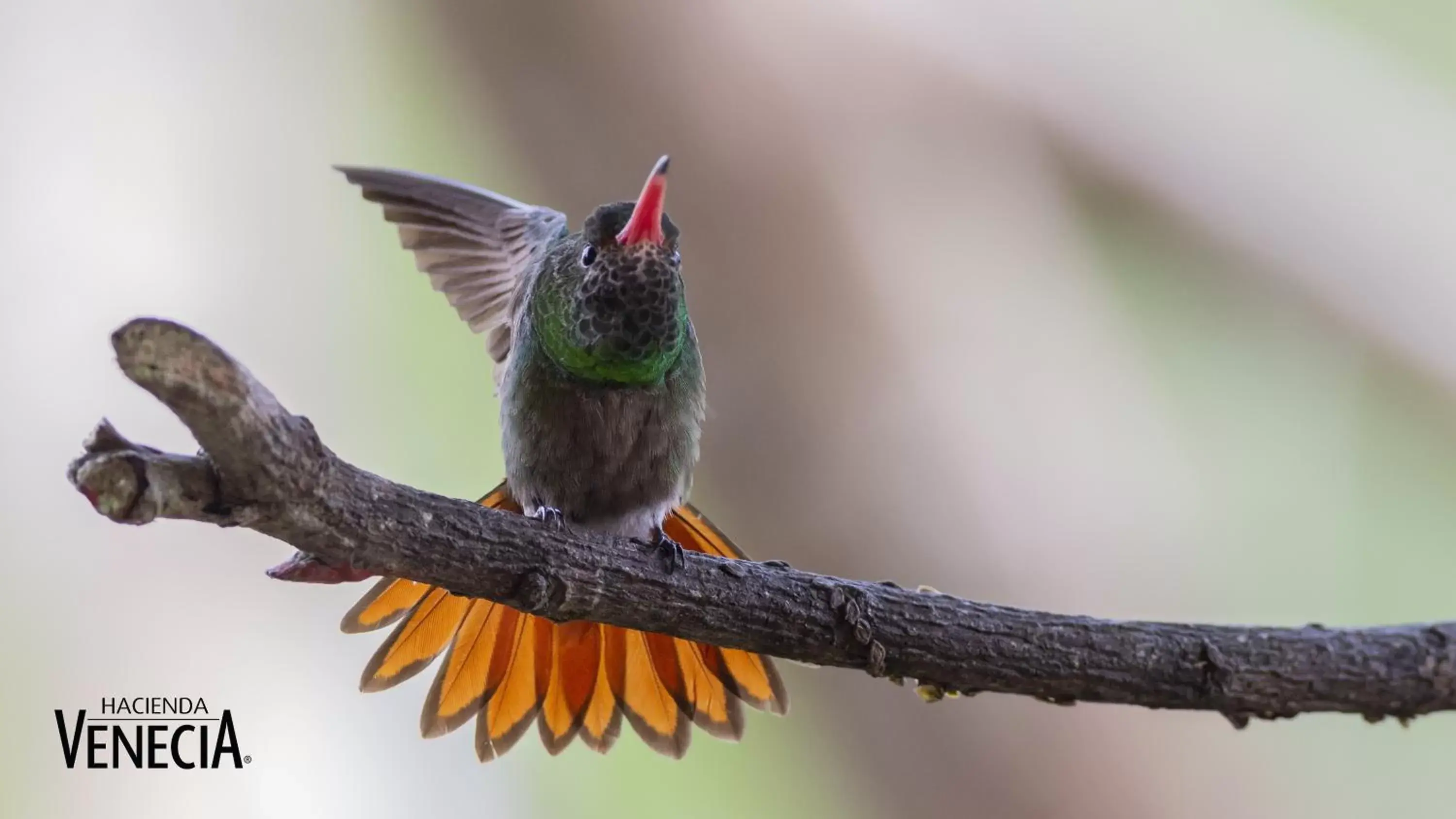Double or Twin Room with Private Bathroom - COFFEE LODGE in Hacienda Venecia Coffee Farm Hotel Double or Twin Room with Private Bathroom - COFFEE LODGE in Hacienda Venecia Coffee Farm Hotel