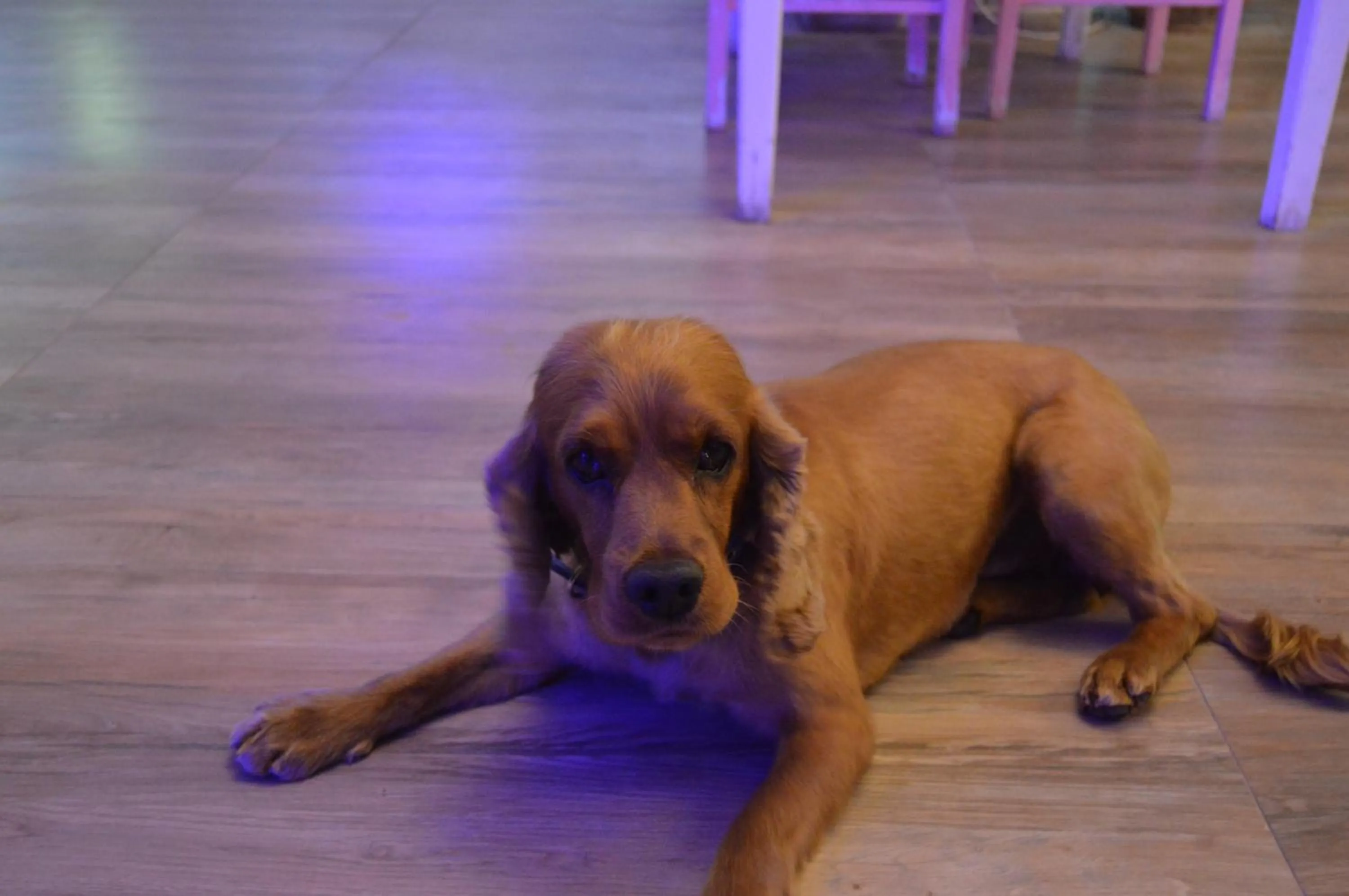 Pets in Morina Deluxe Hotel