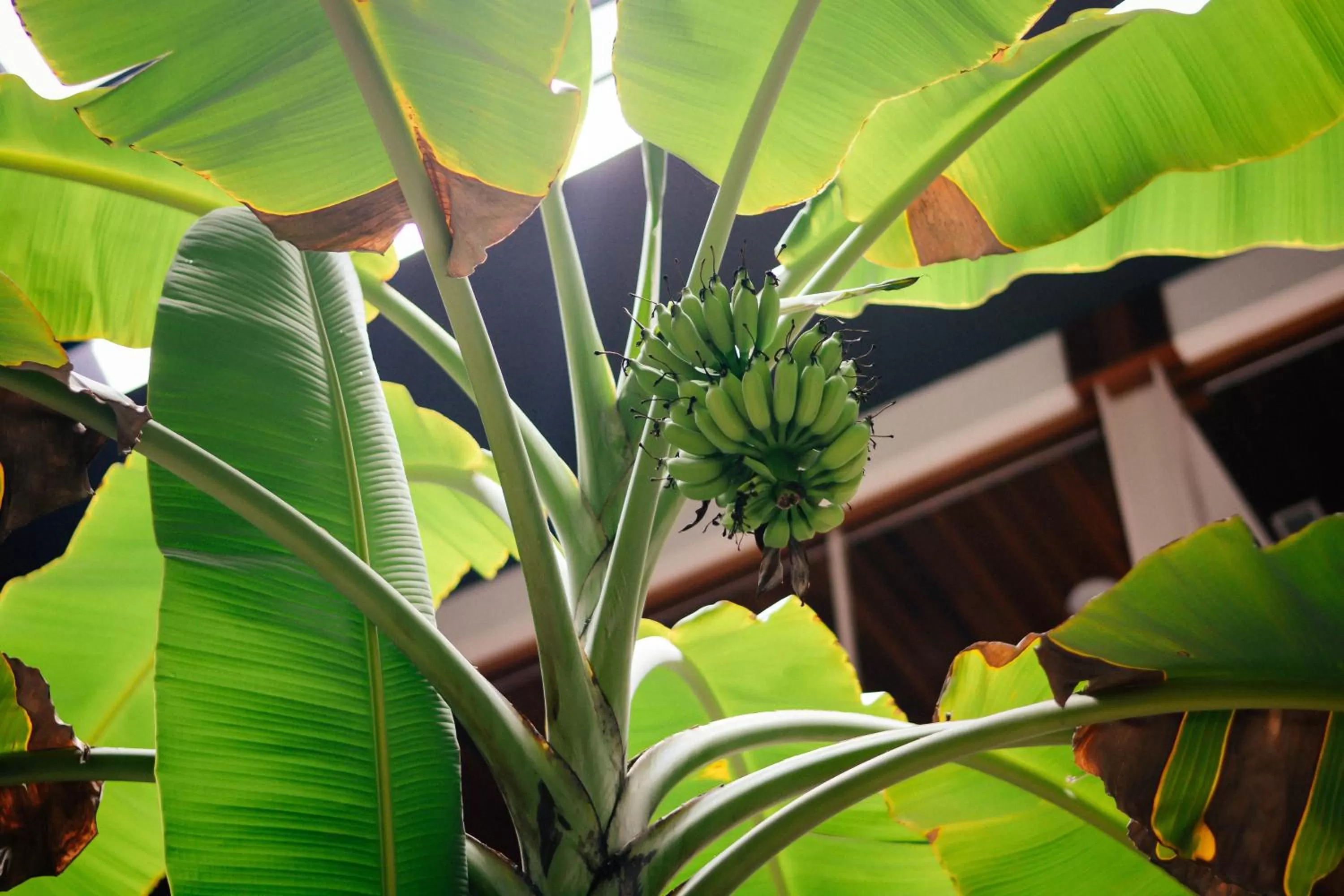 Decorative detail in Nanda Heritage Hotel