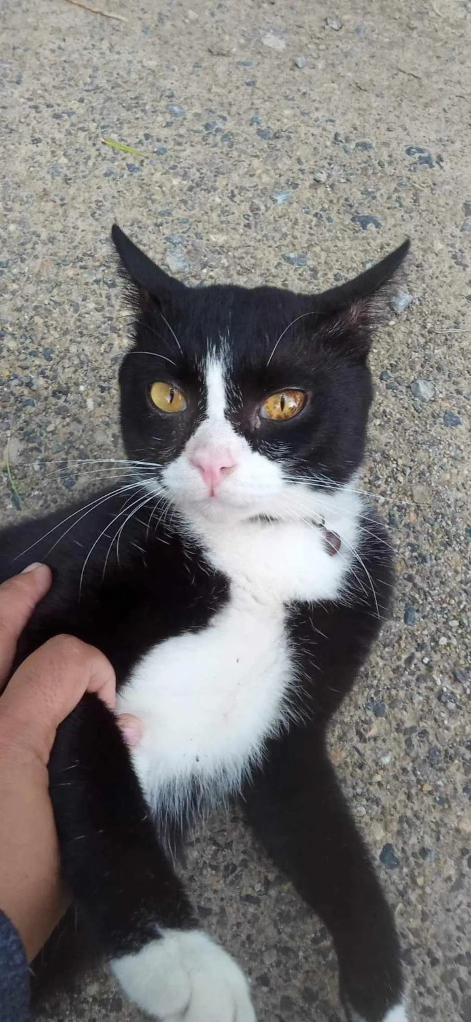 Pets in BaanPhong Lanta