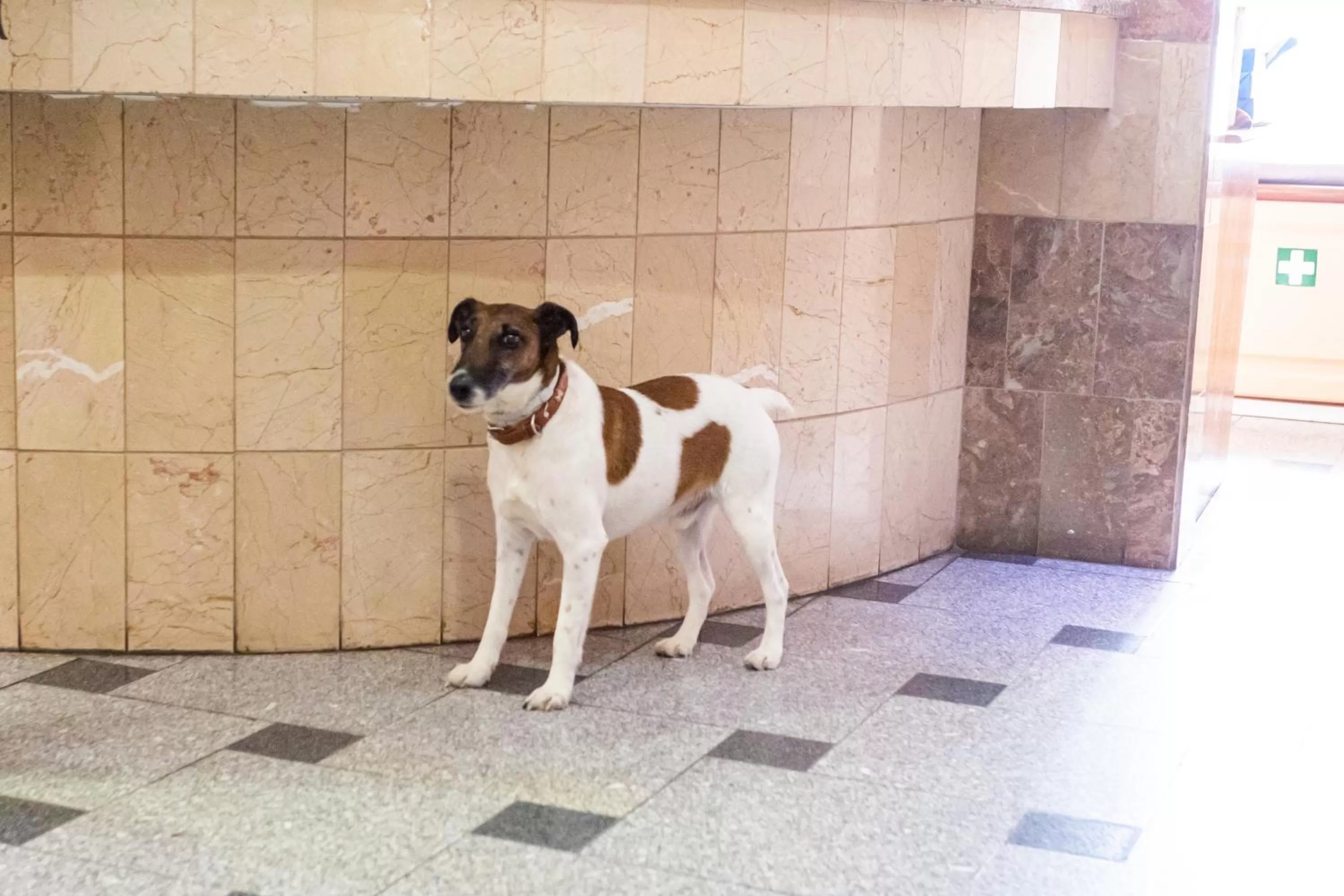 Animals in Hotel Arangues