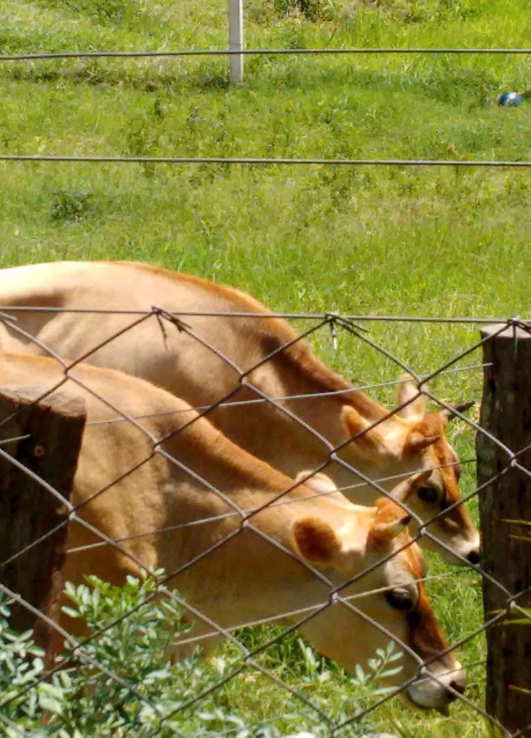 Animals in Pousada Sorocabana