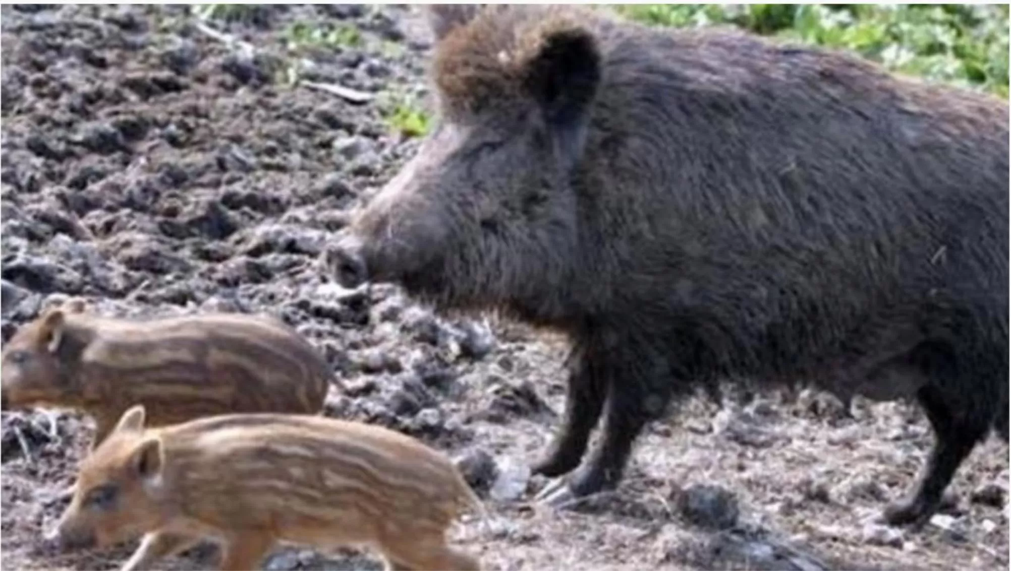 Animals in Mondeus Inn Luxury