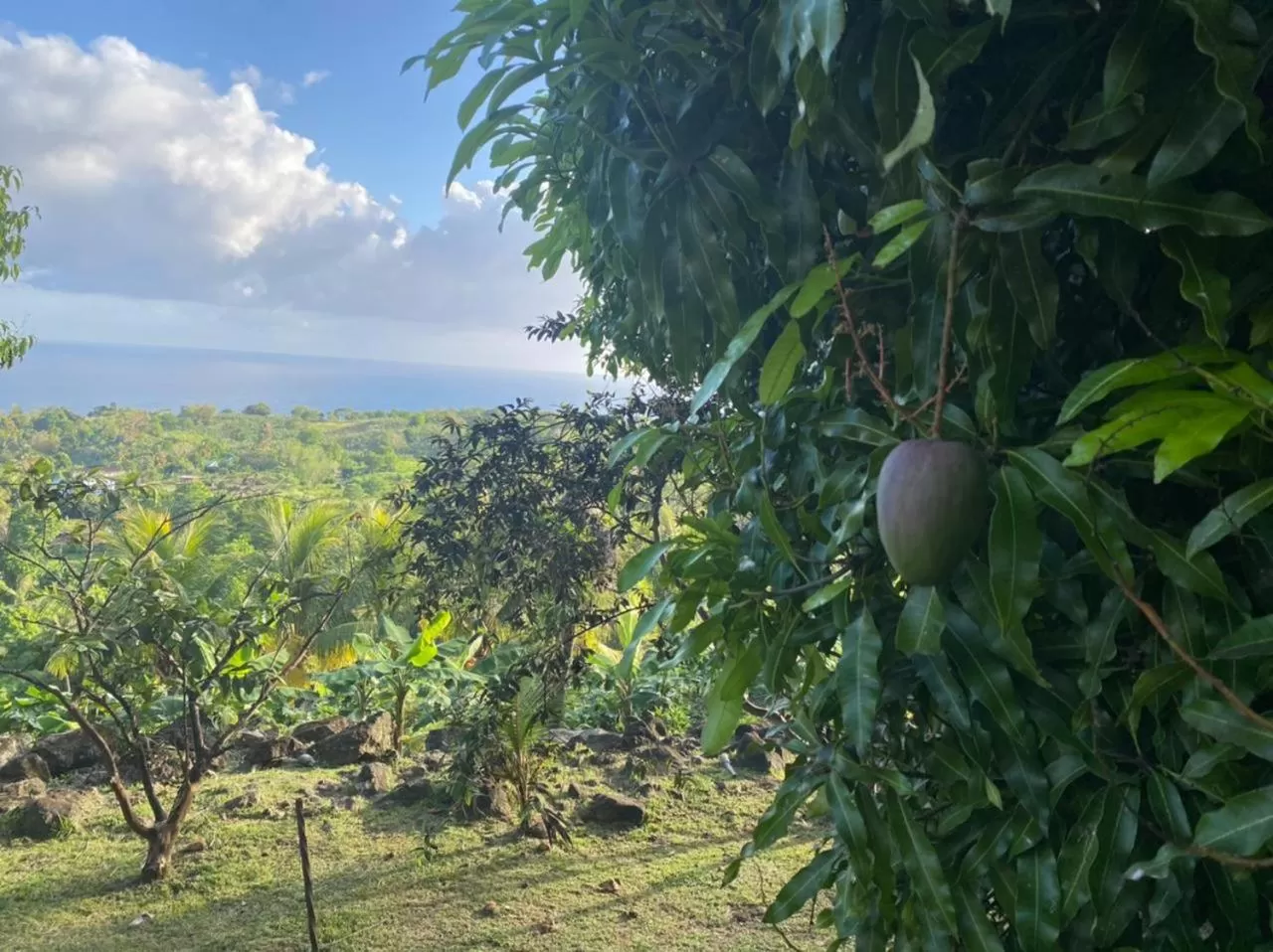 Villa Cajou chambres d'hôtes chez l'habitant et Zanzibar cottage