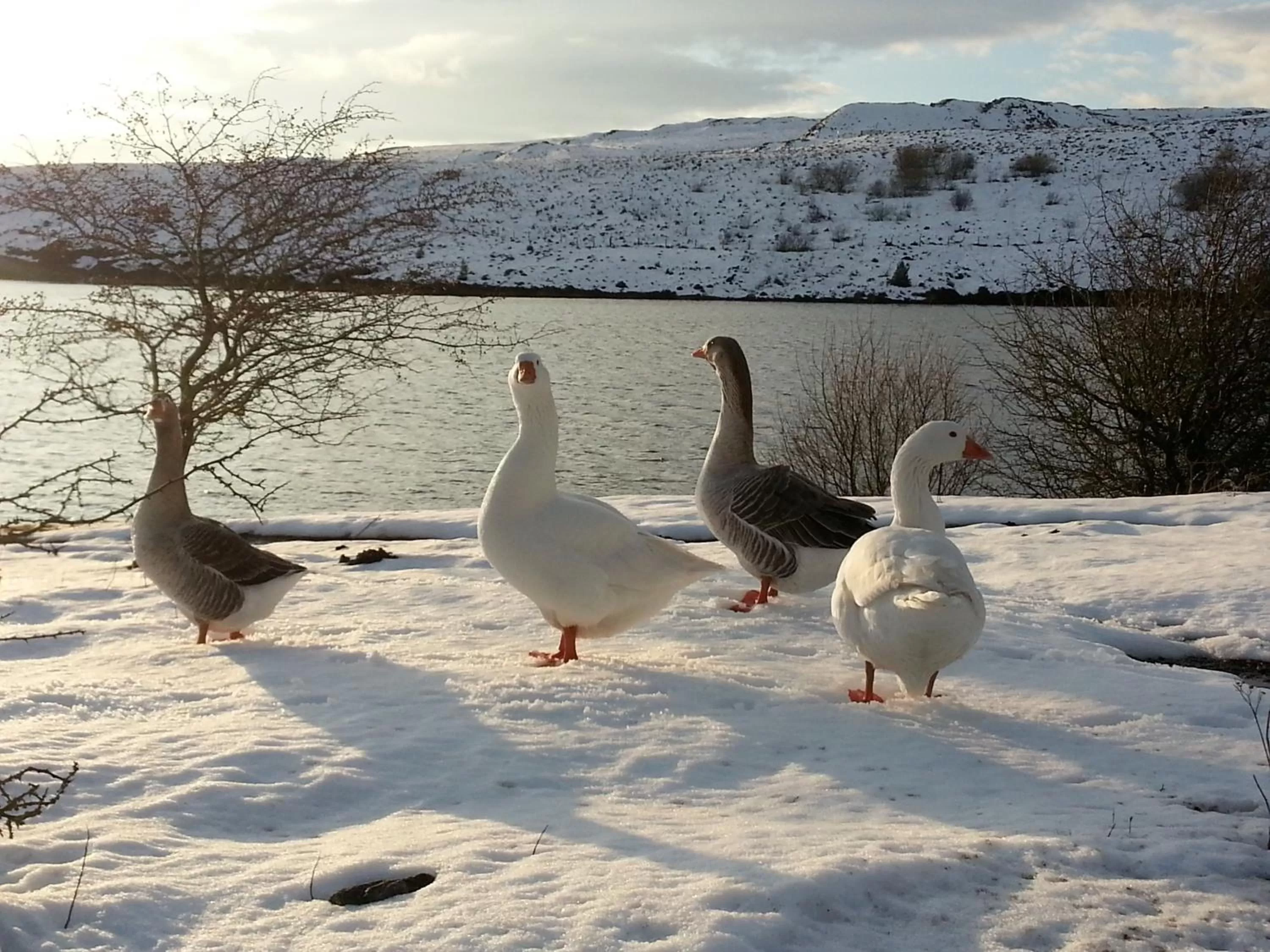 Natural landscape in Lyndene