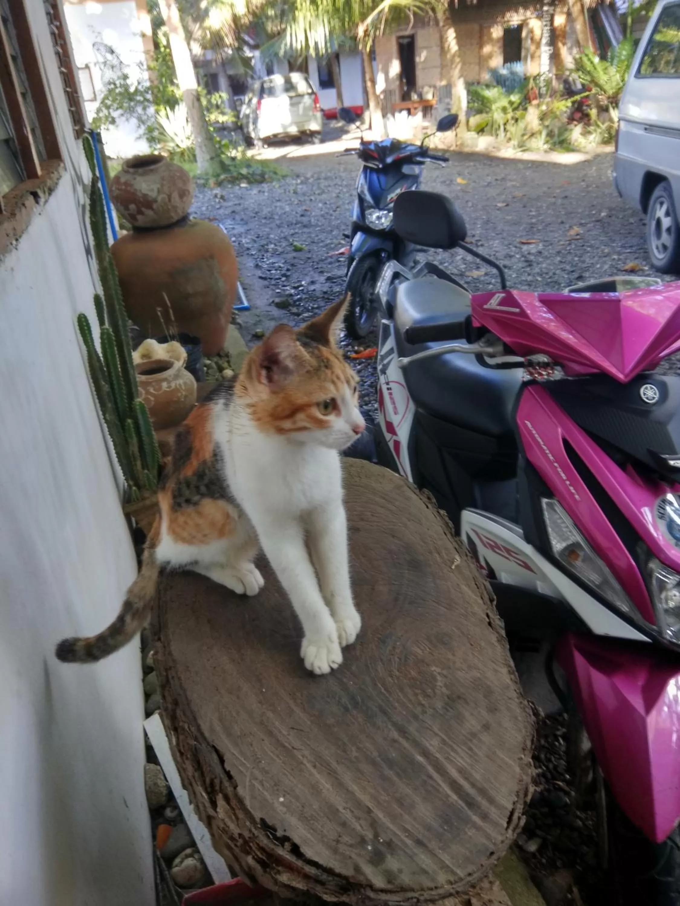 Animals in Paseo Del Mar Seaside Inn