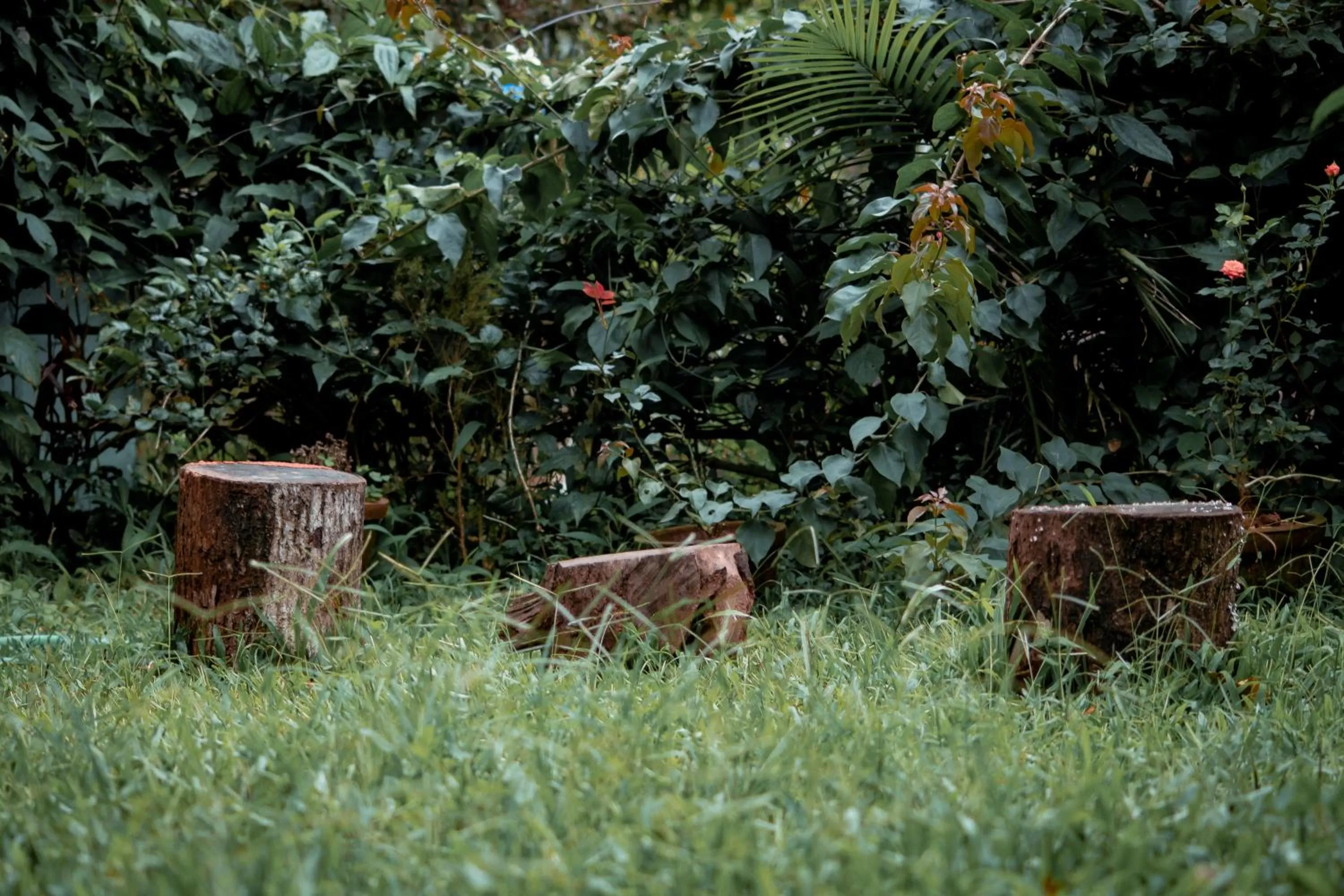 Garden in Edens Munnar